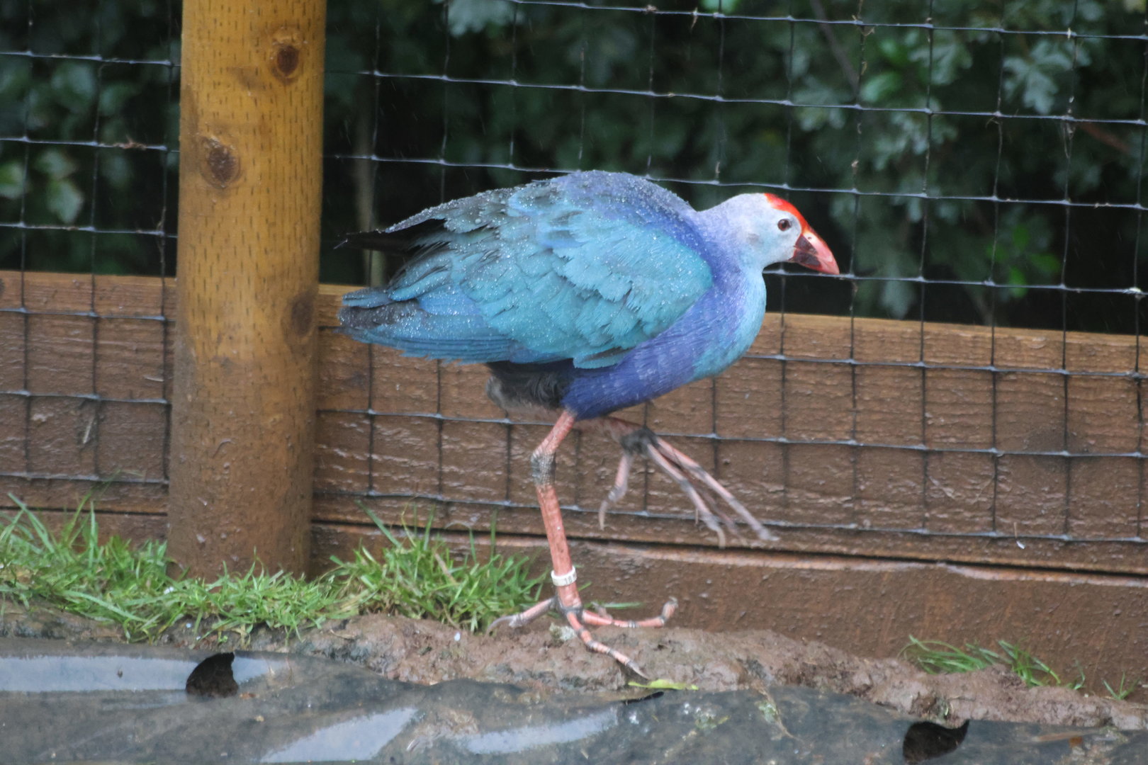 Purple Swamphen