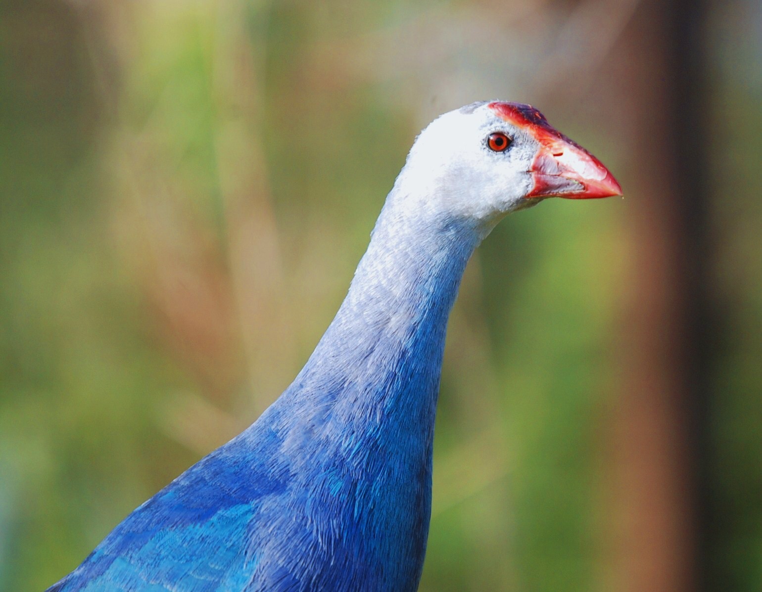 Purple Swamphen