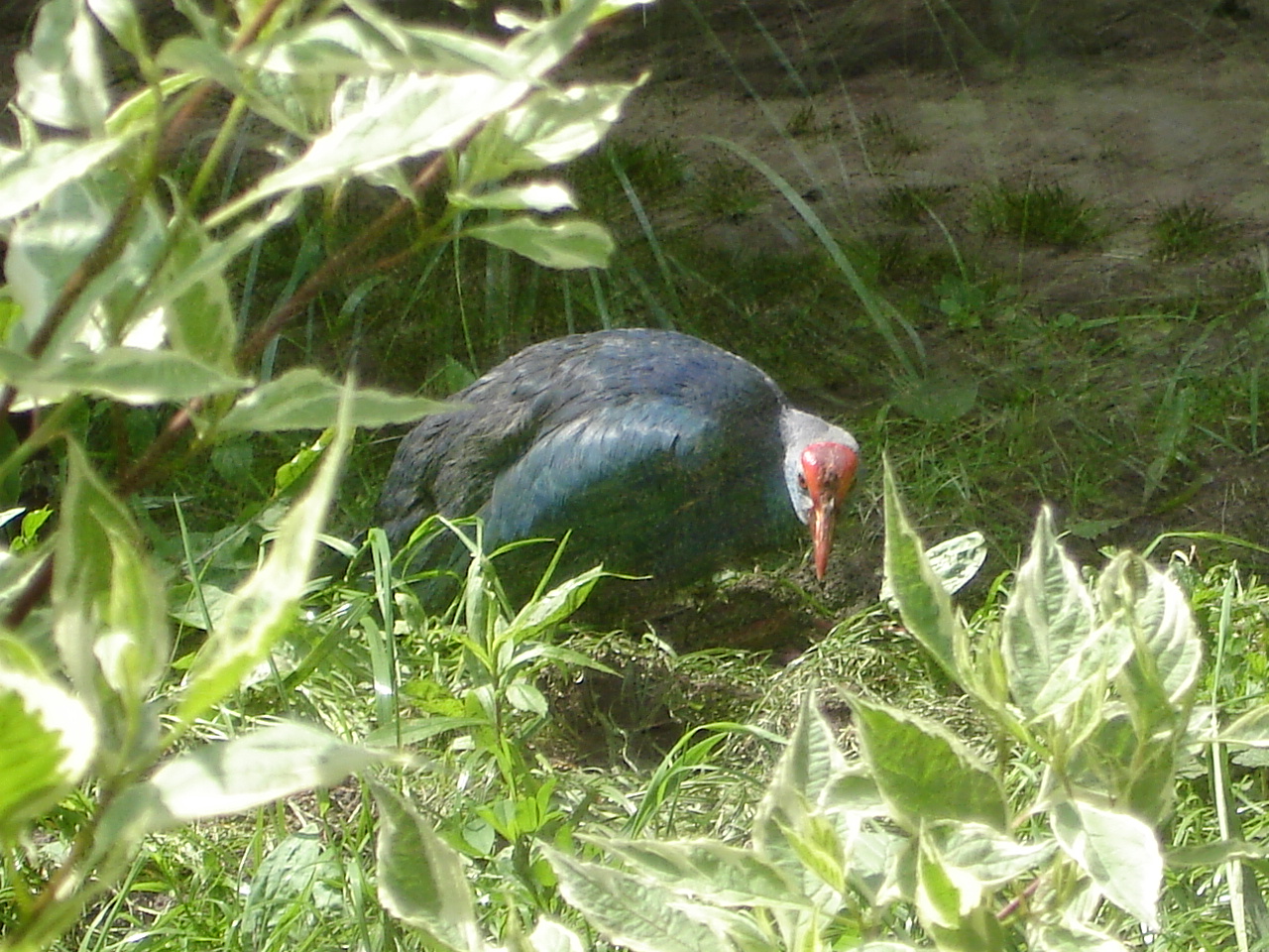 Purple swamphen