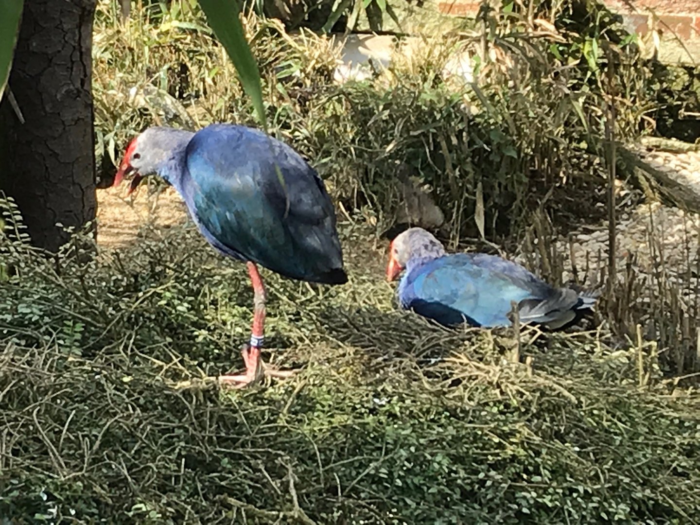 Purple swamphens 250318