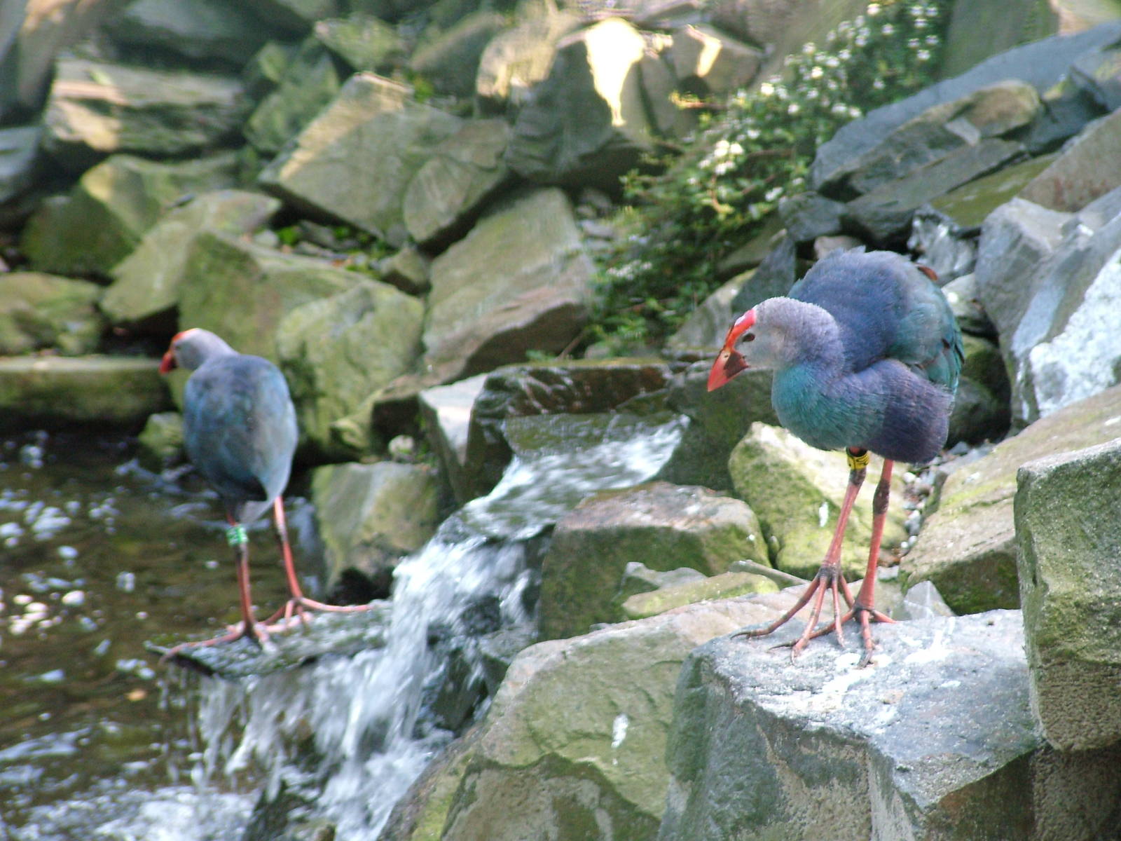 Purple Swamphens at Ostrava, 29/05/10