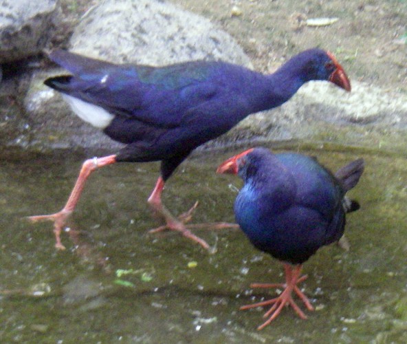 Purple Swamphens (Porphyrio porphyrio)