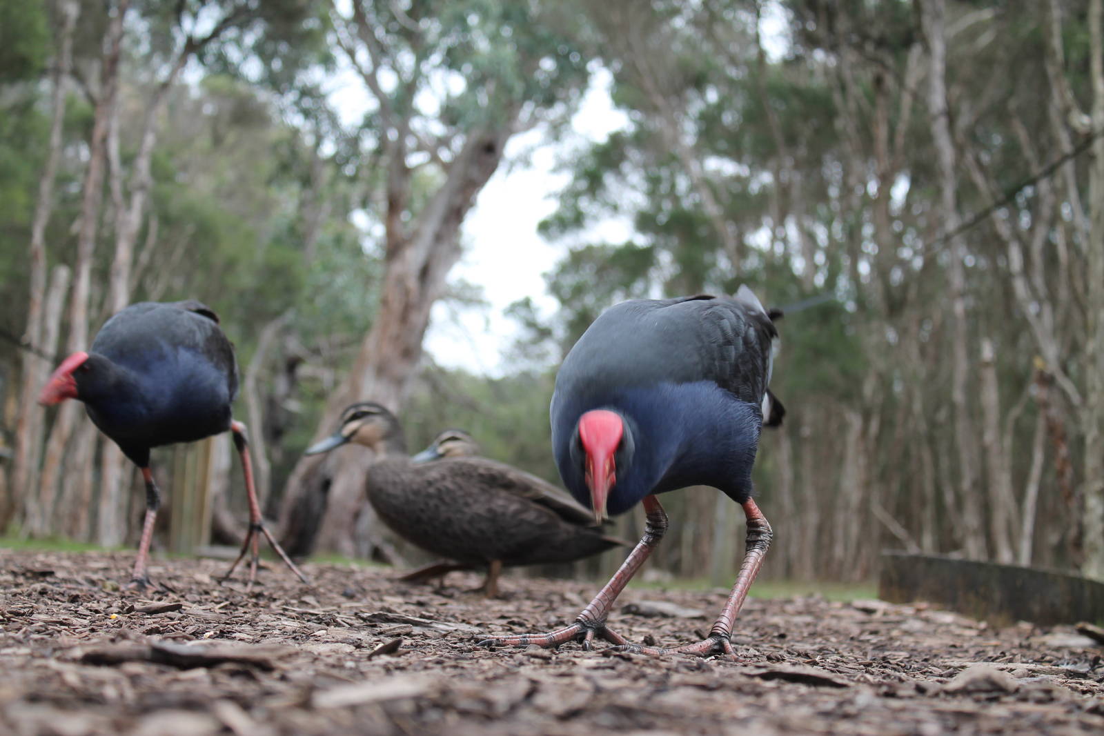 purple swamphens (Porphyrio porphyrio)