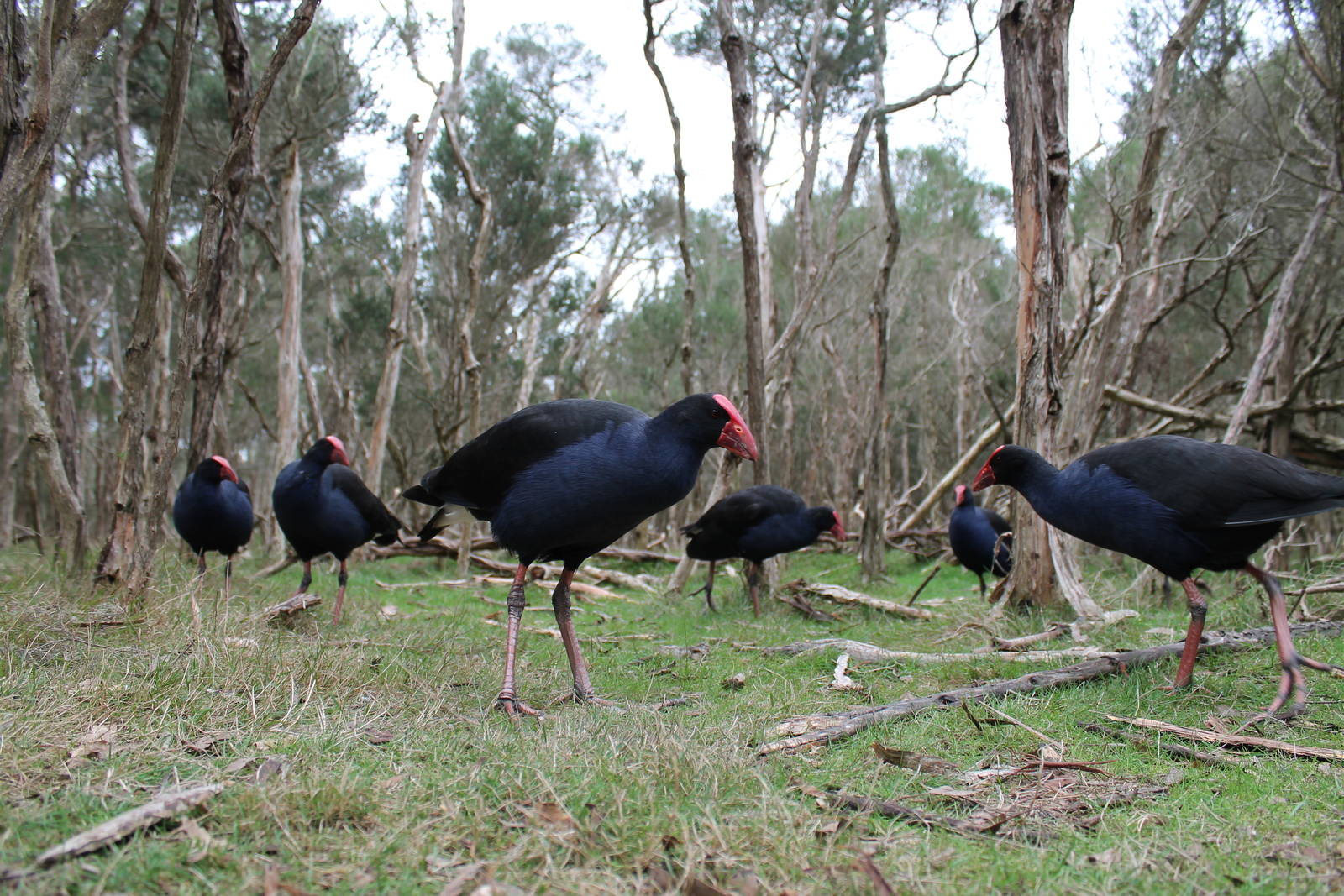 purple swamphens (Porphyrio porphyrio)