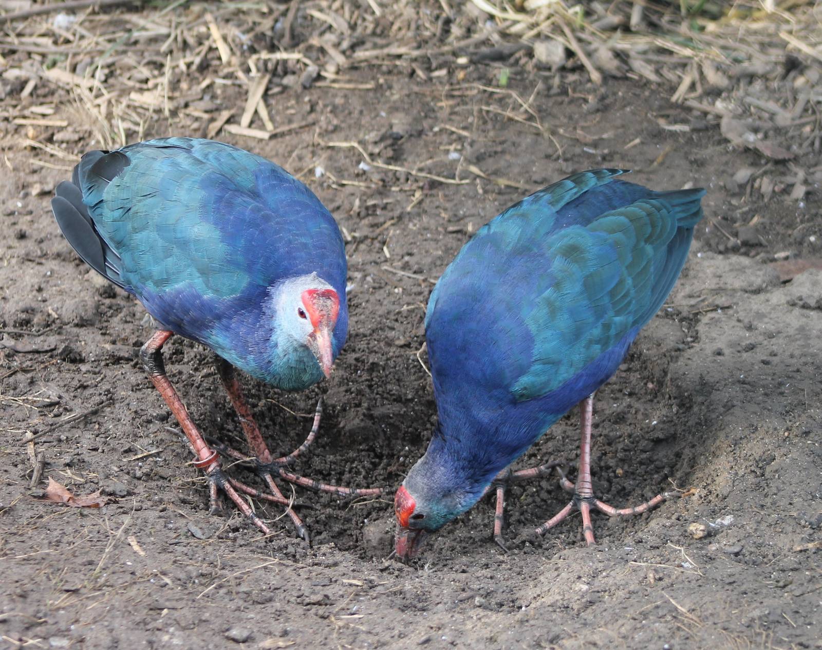 Purple swamphens