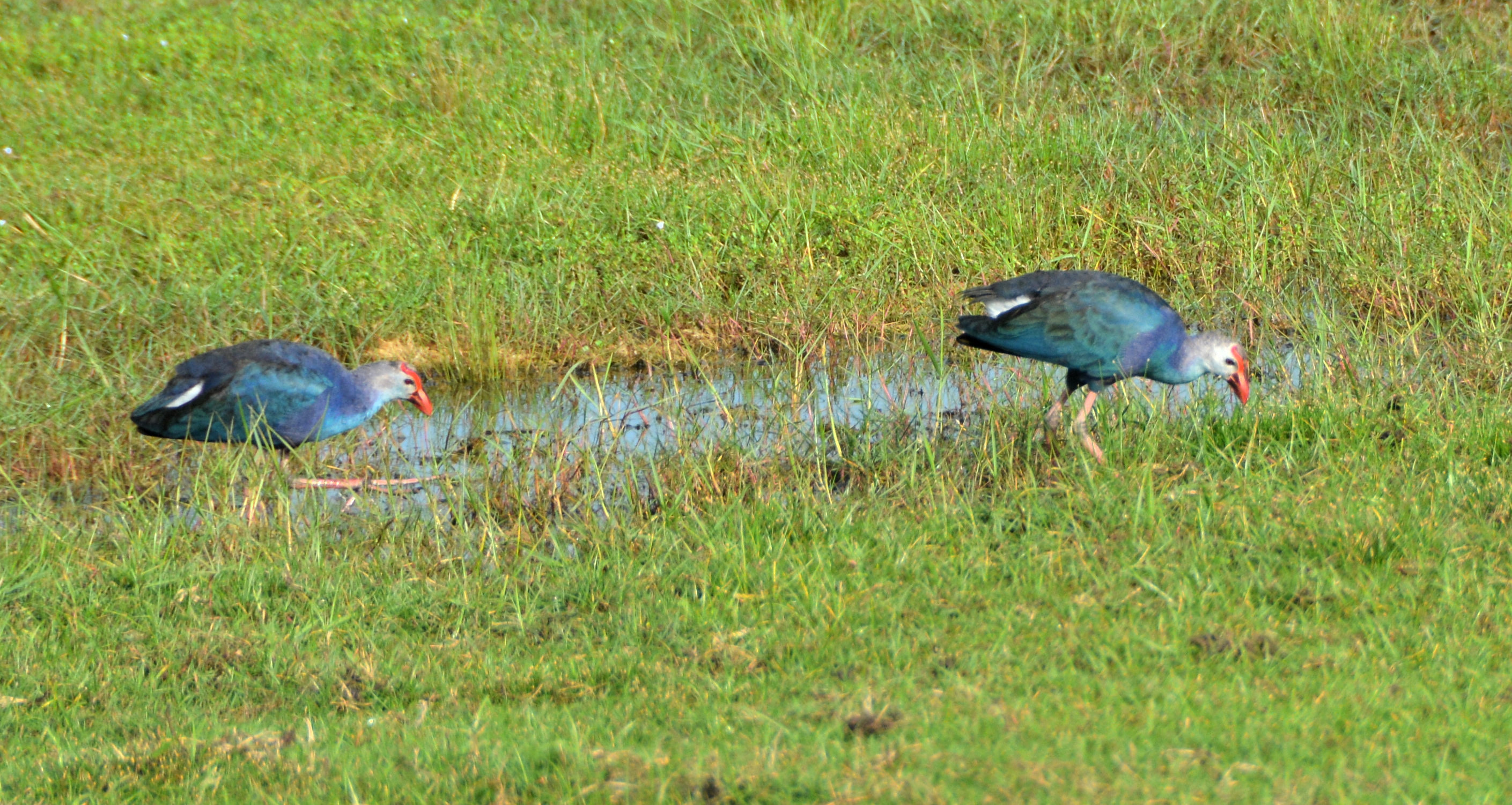 Purple swamphens