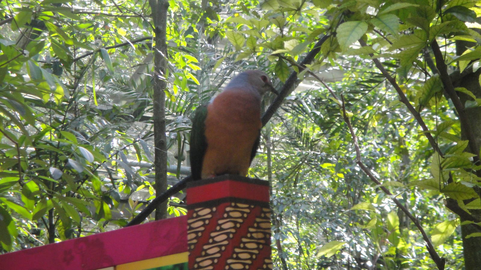 Purple Tail Imperial Pigeon (Ducula rufigaster)