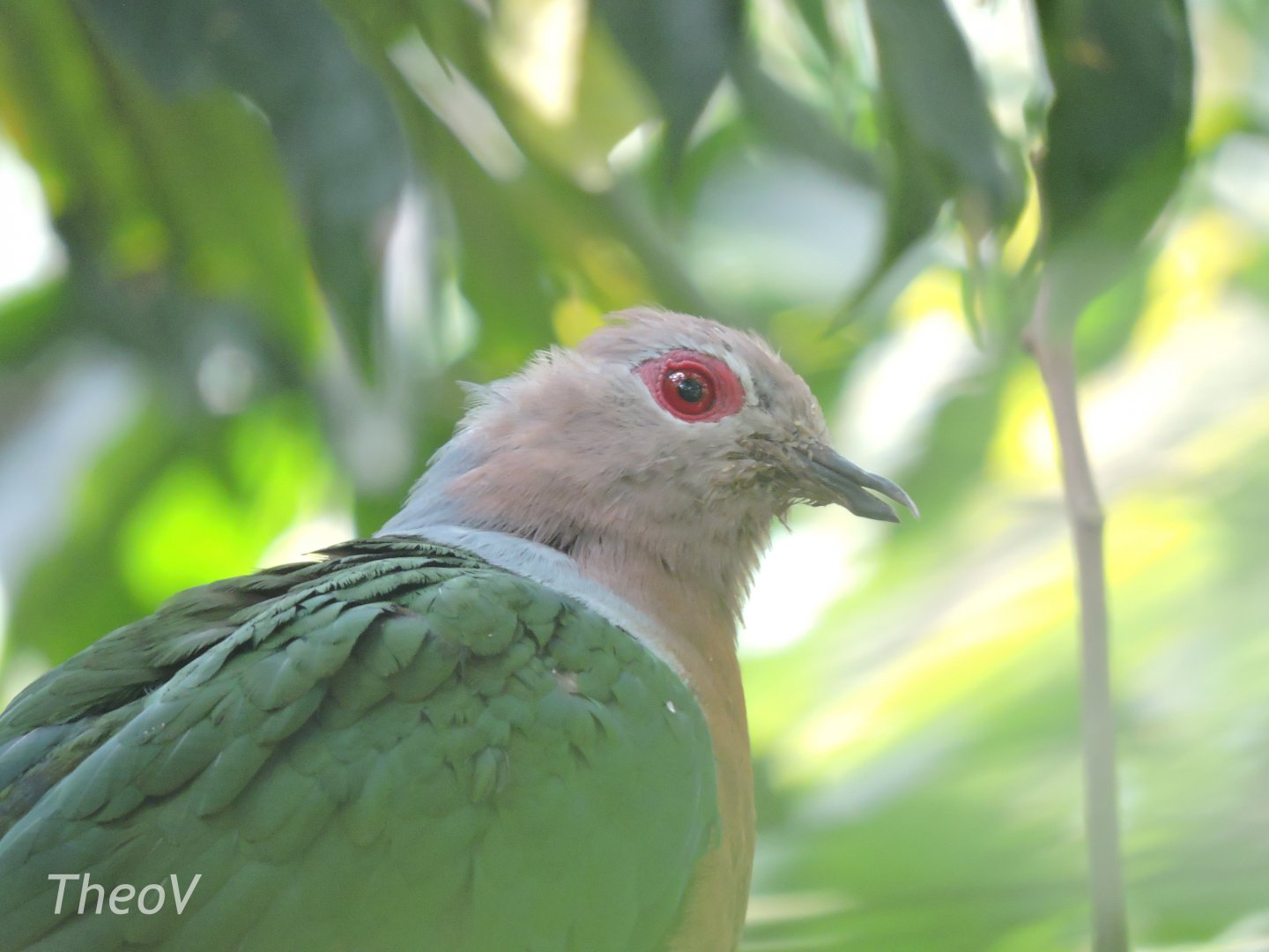 Purple-tailed imperial pigeon [2016]