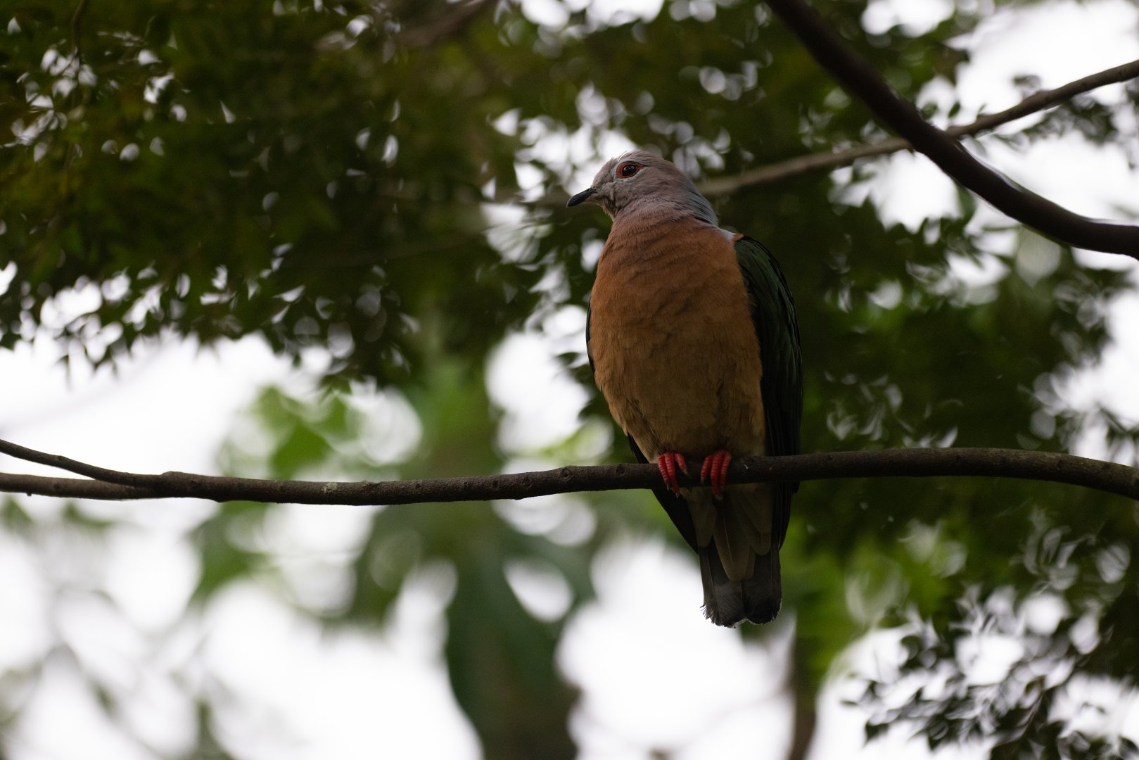 Purple-tailed Imperial-pigeon (Ducula rufigaster) - Songs of the Forest