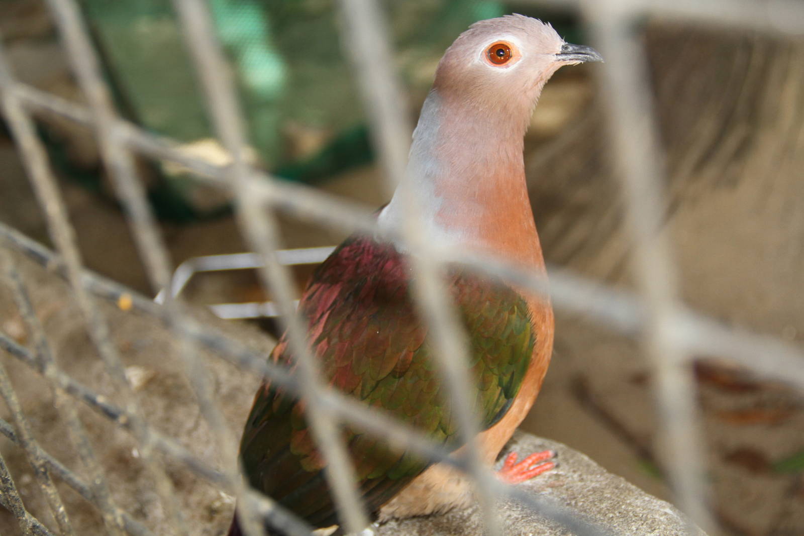 Purple-tailed Imperial Pigeon (Ducula rufigaster)