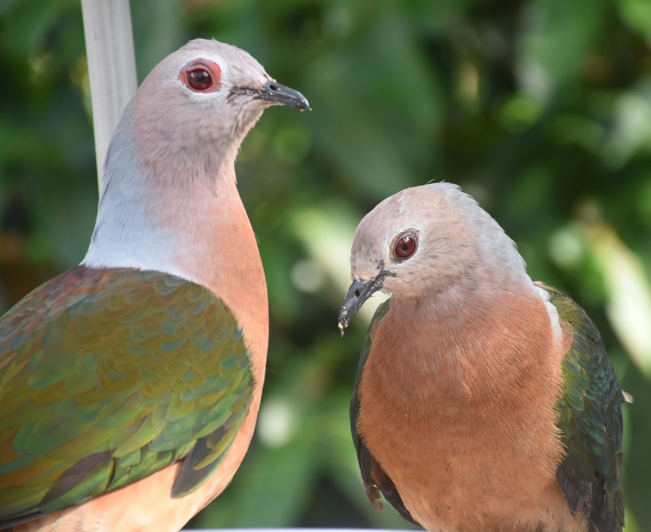 Purple-tailed Imperial Pigeon (Ducula rufigaster)