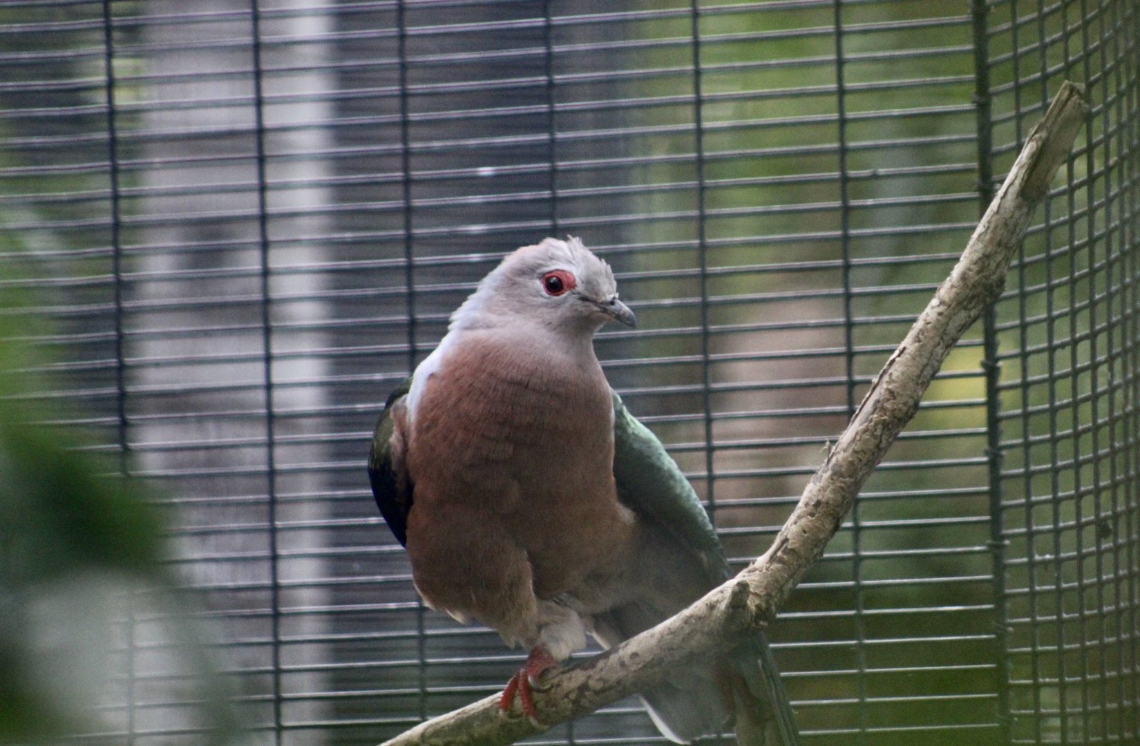 Purple-Tailed Imperial Pigeon (Ducula rufigaster)