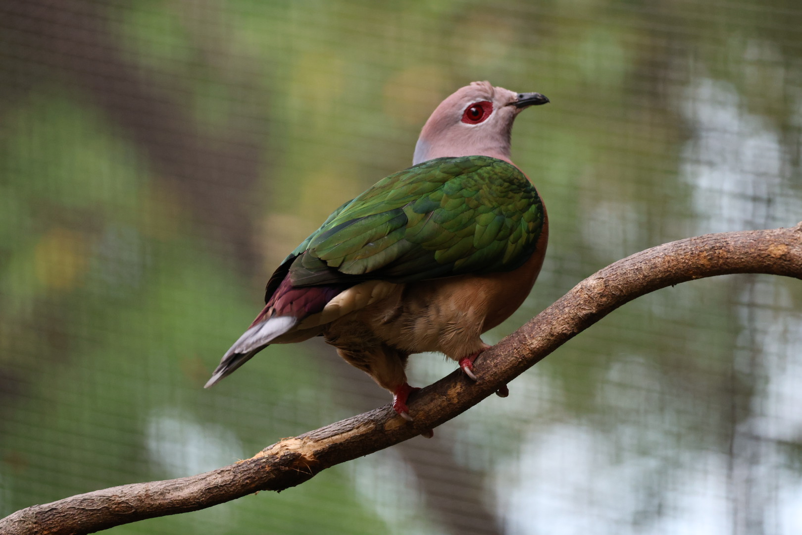 Purple-tailed imperial pigeon (Ducula rufigaster)