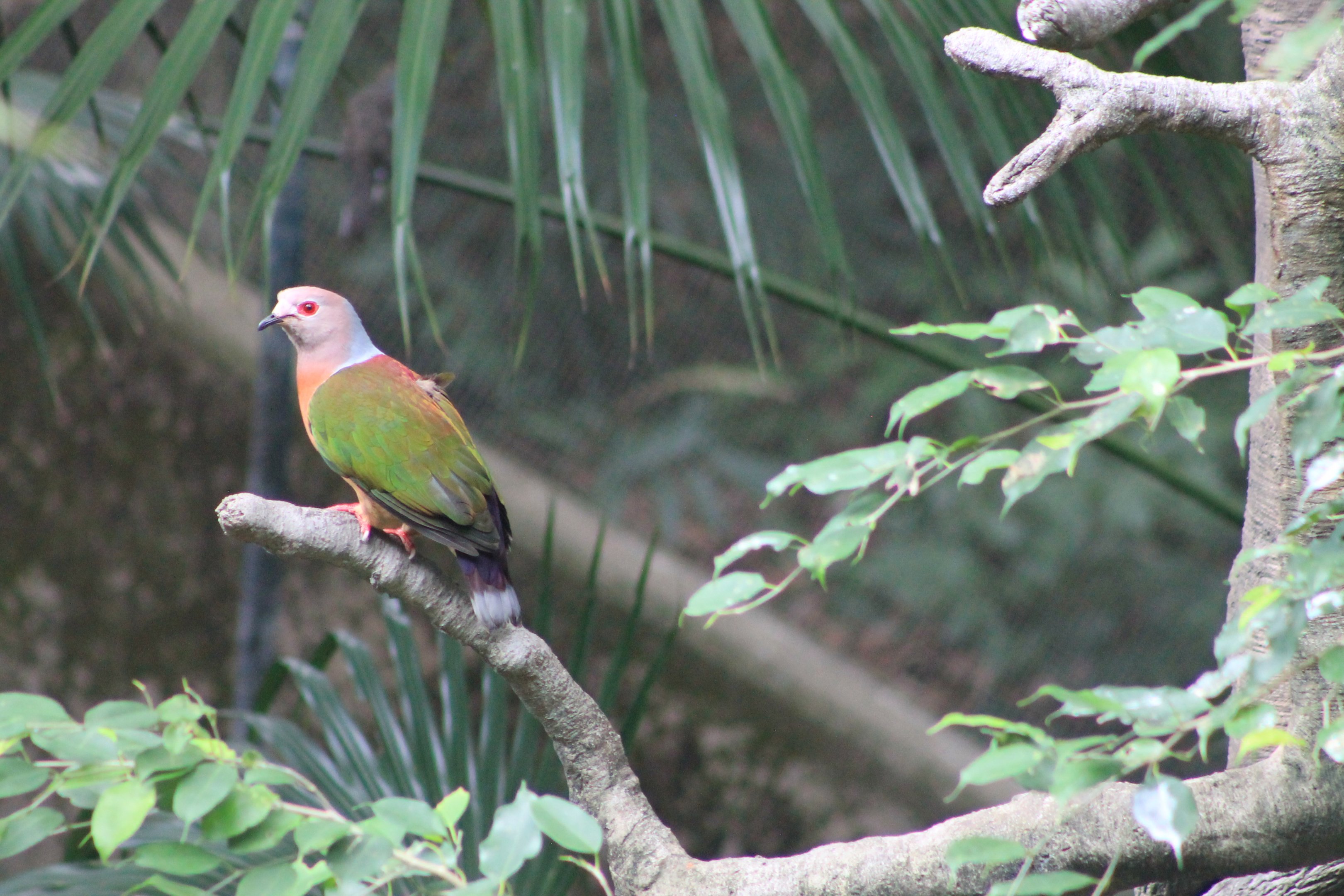 Purple-tailed Imperial Pigeon (Ducula rufigaster)
