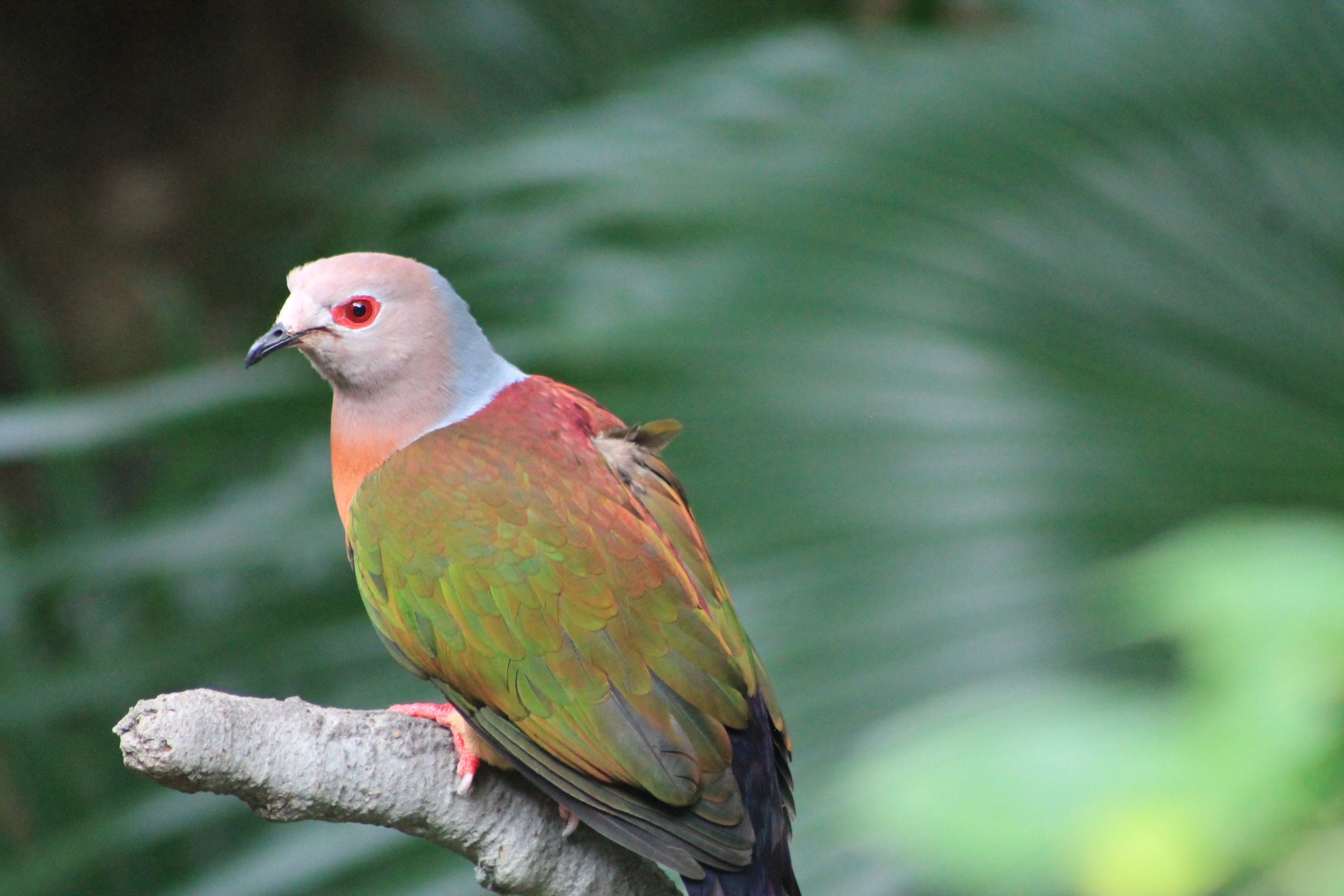 Purple-tailed Imperial Pigeon (Ducula rufigaster)