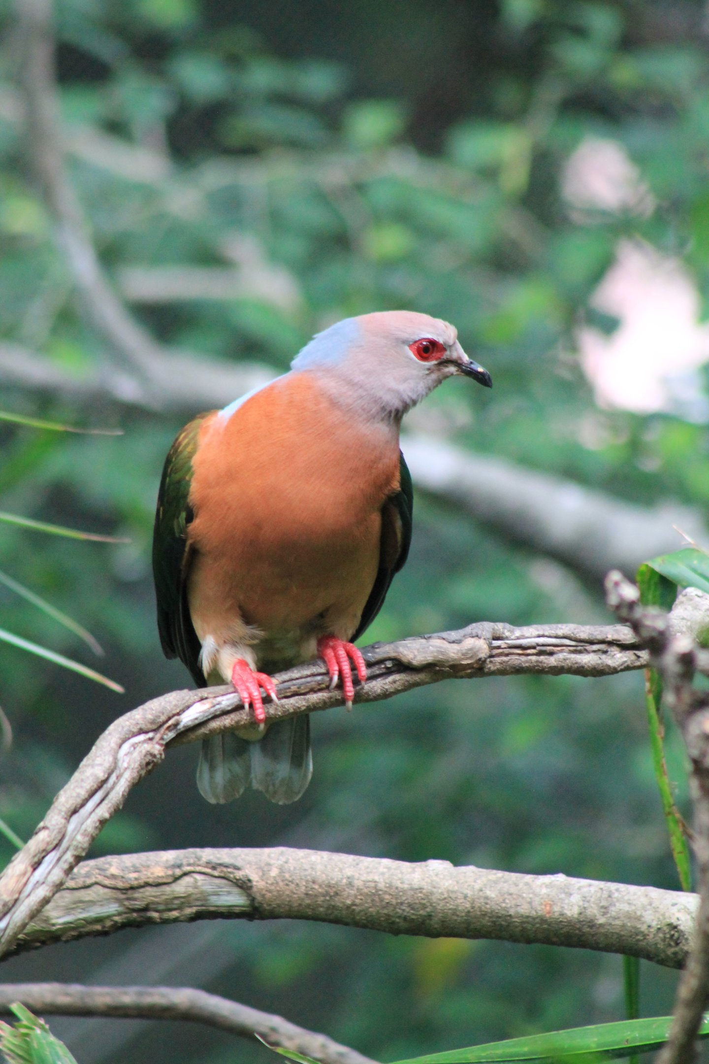Purple-tailed Imperial Pigeon (Ducula rufigaster)