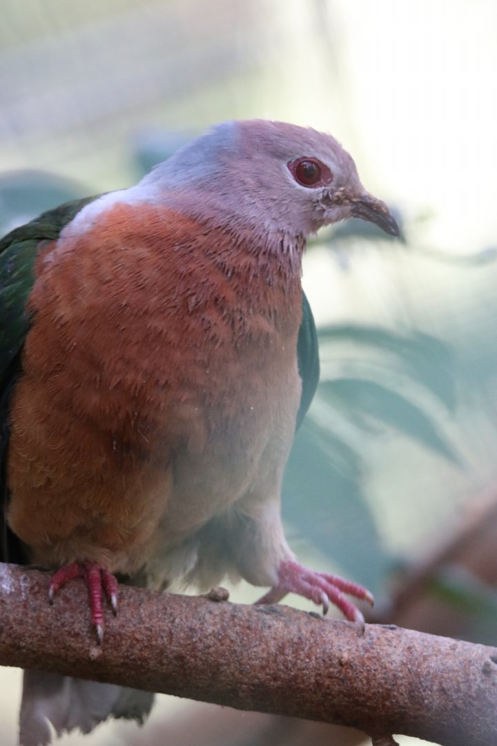 Purple-tailed Imperial Pigeon (Ducula rufigaster)