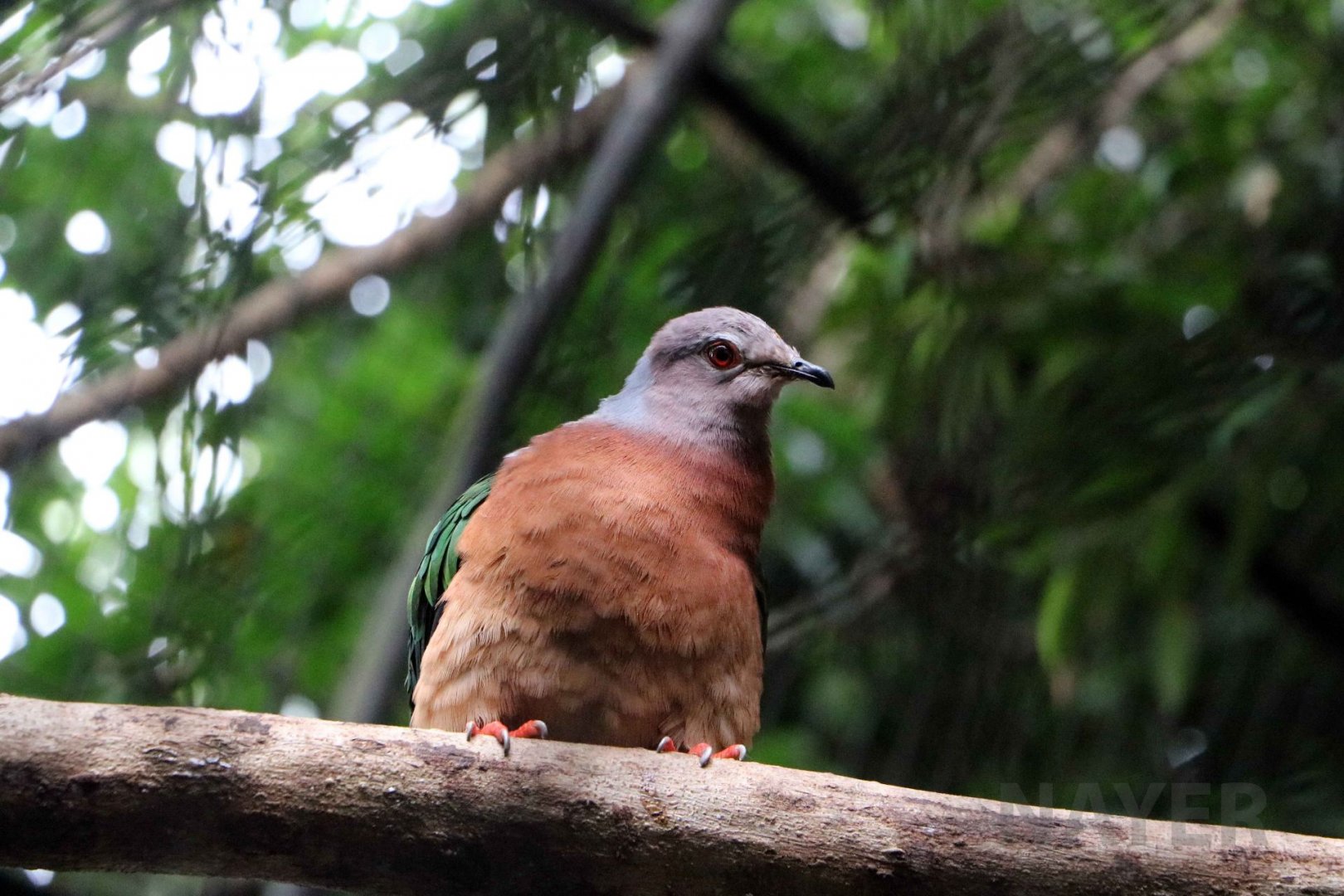 Purple-tailed imperial-pigeon, July 2016