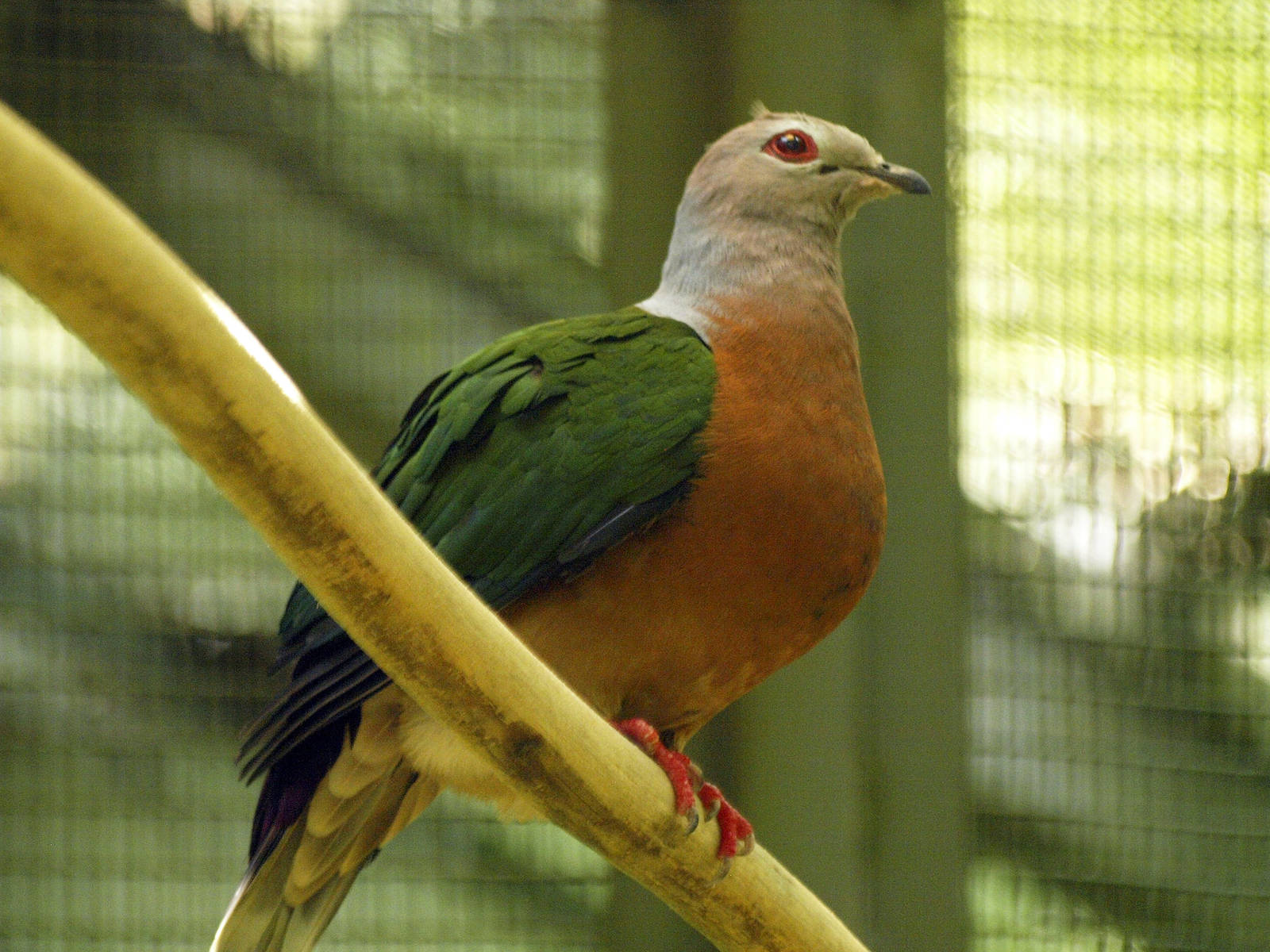 Purple-tailed Imperial pigeon