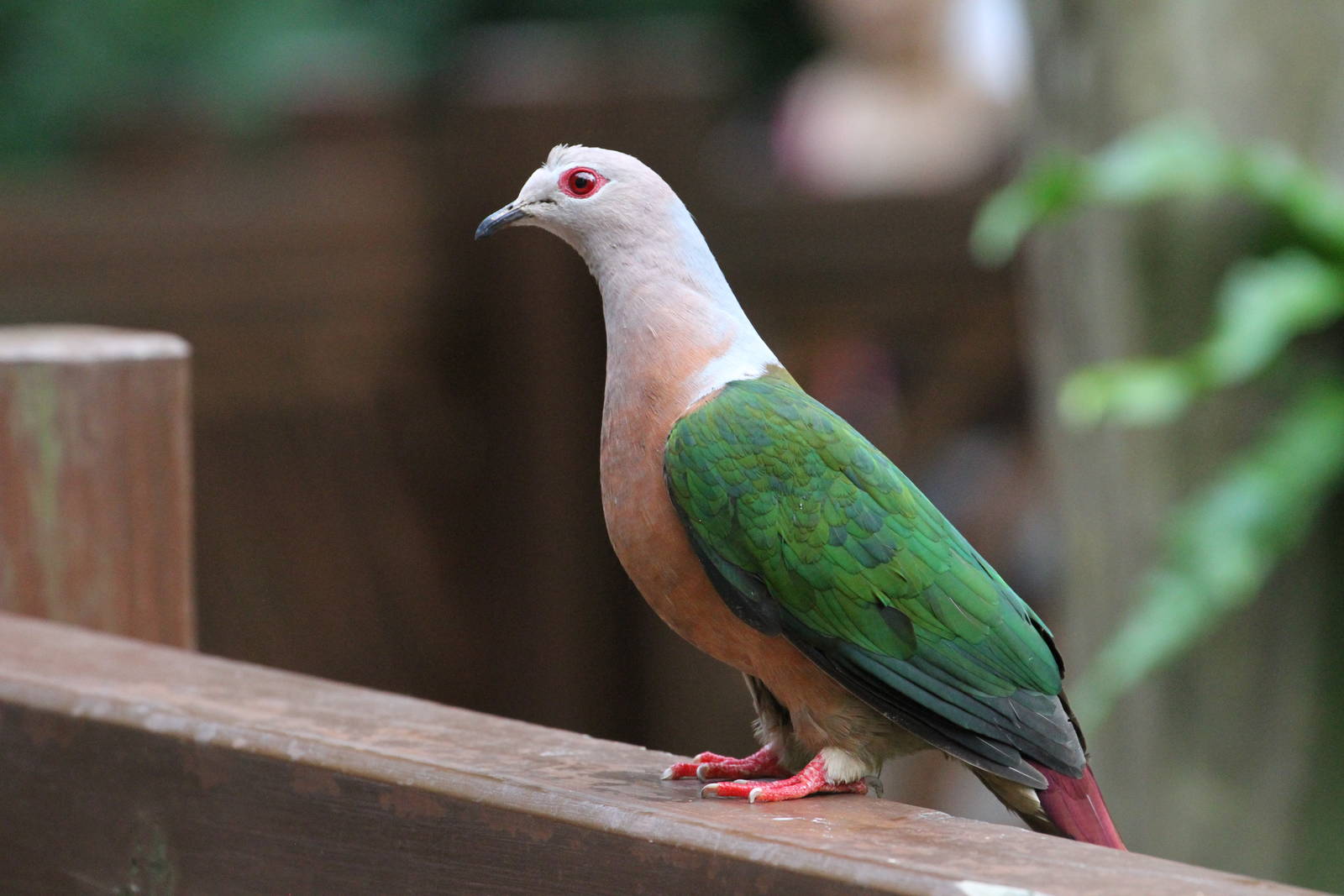 Purple-tailed Imperial Pigeon