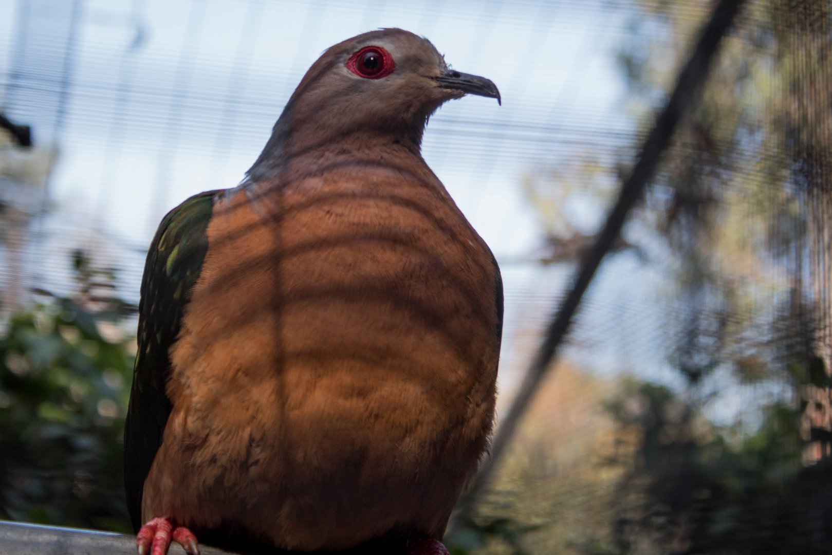 Purple-tailed imperial-pigeon