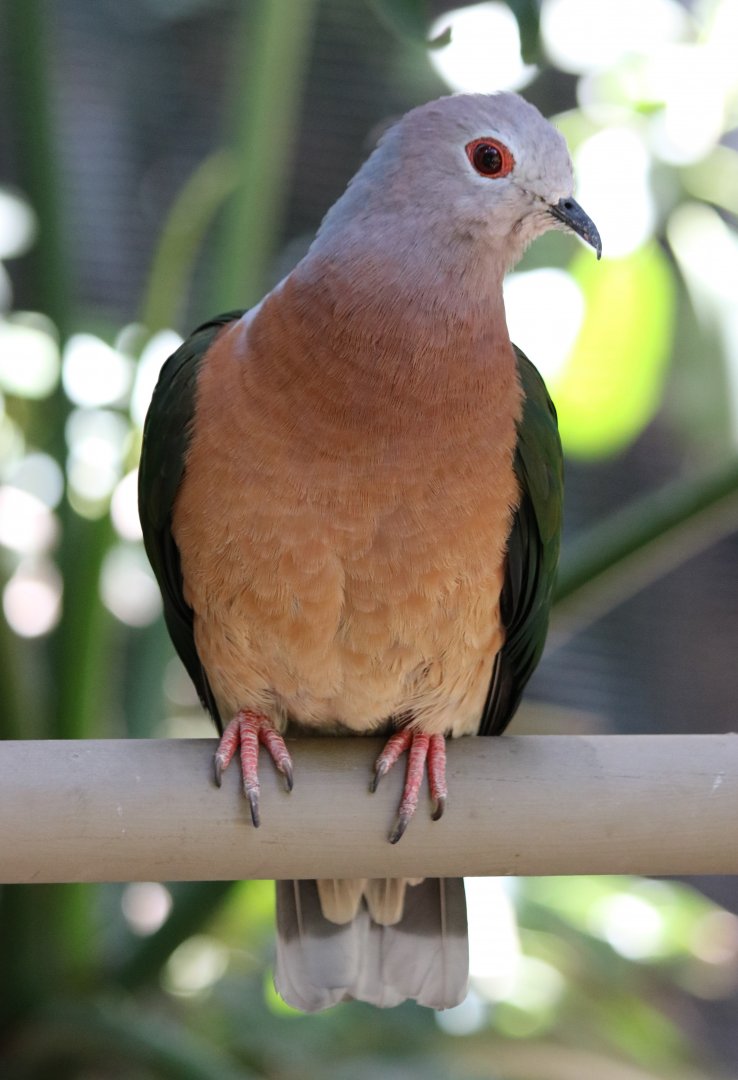 Purple-tailed Imperial Pigeon