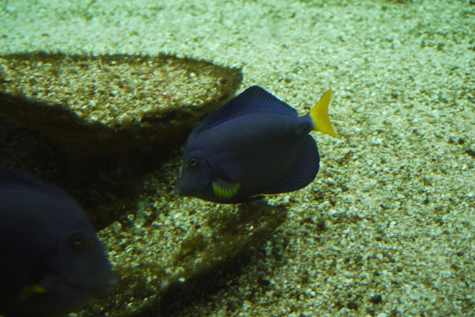 Purple Tang