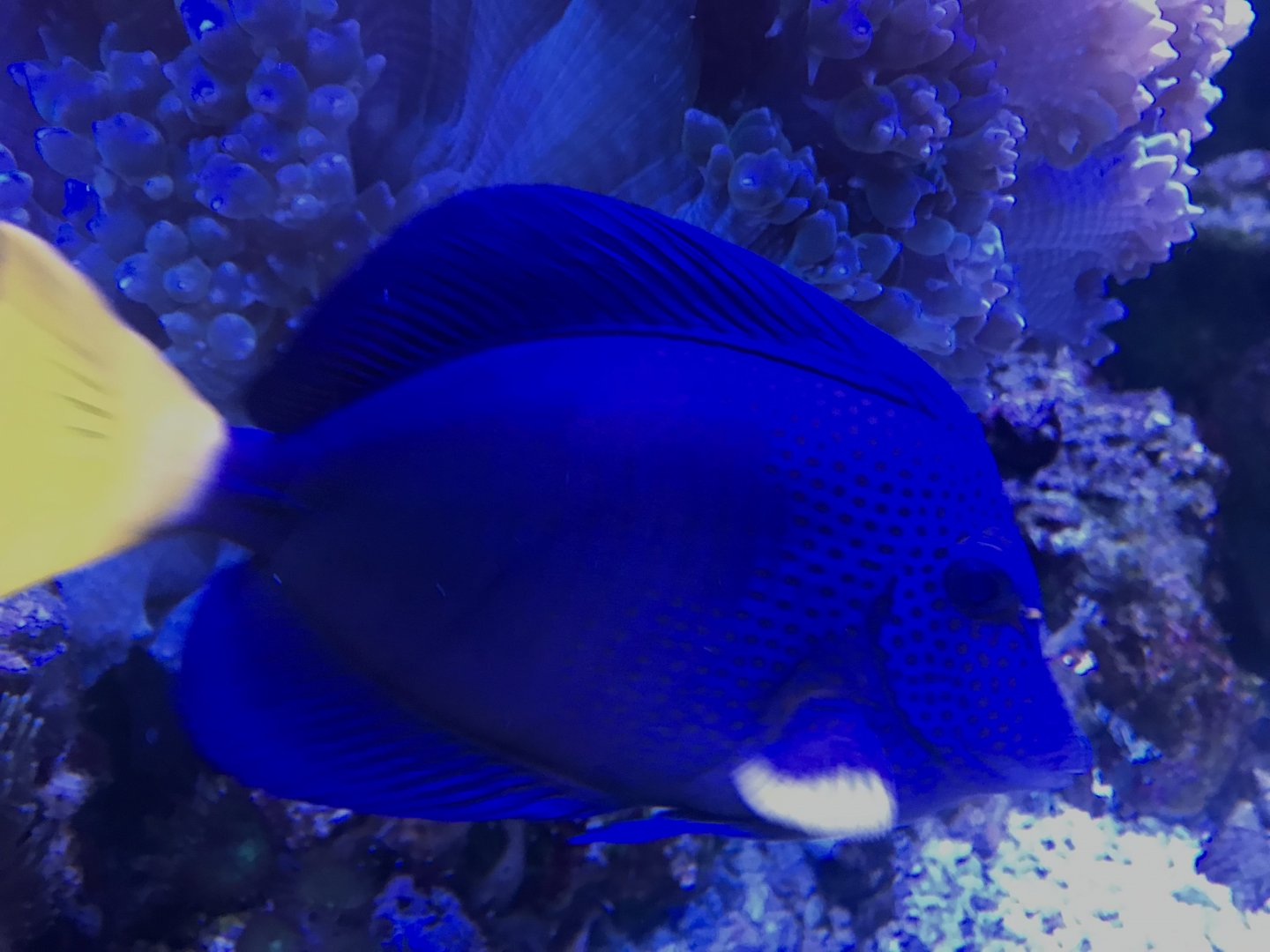 Purple Tang