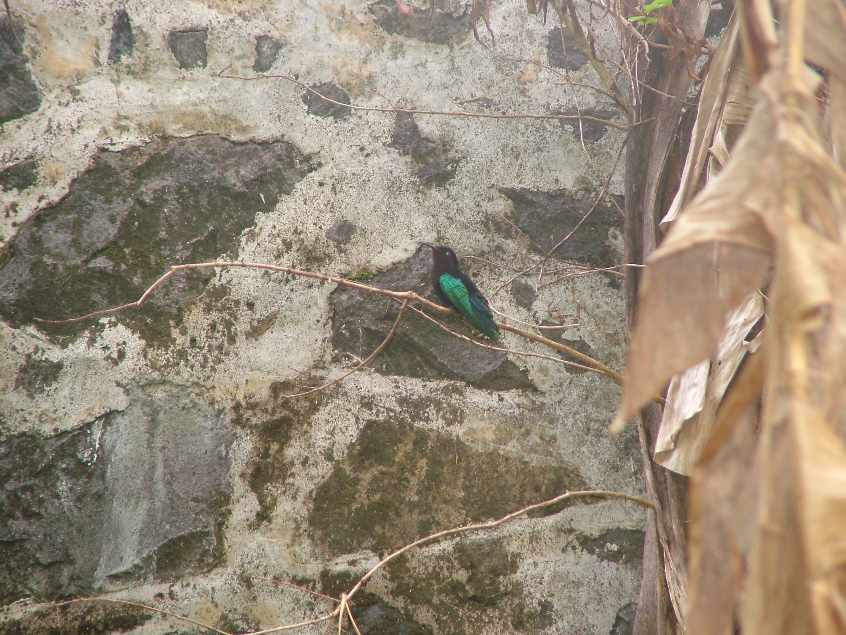 Purple-throated Carib, Dominica, 2007