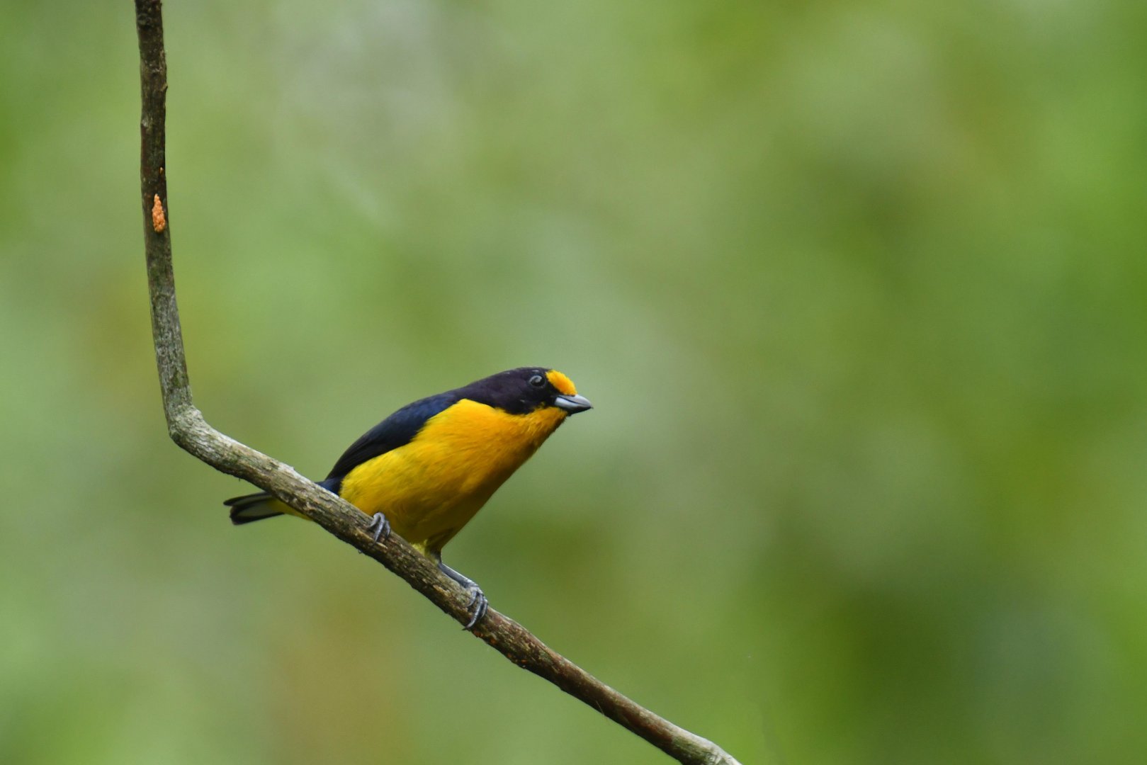 Purple-throated euphonia (Euphonia chlorotica)
