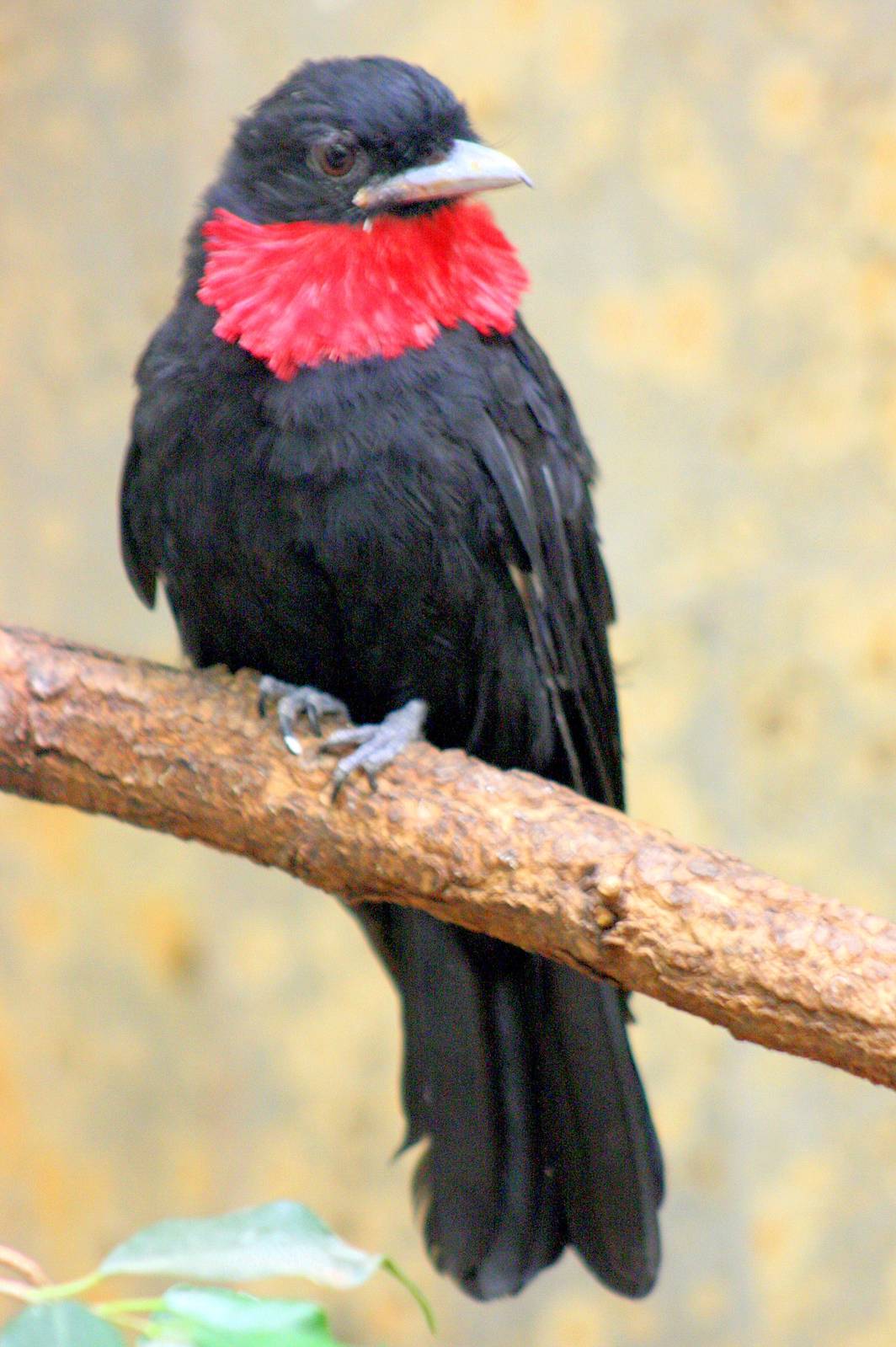 Purple-throated fruit crow; Wuppertal; 11th September 2014