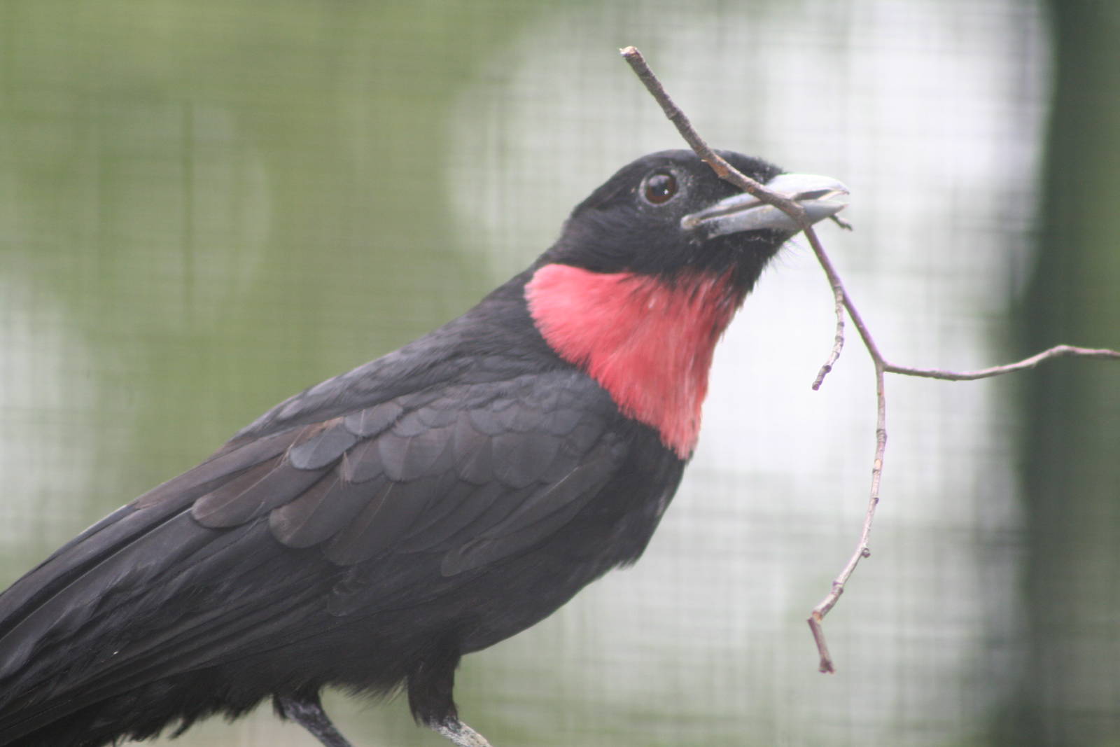 Purple-throated fruit crow
