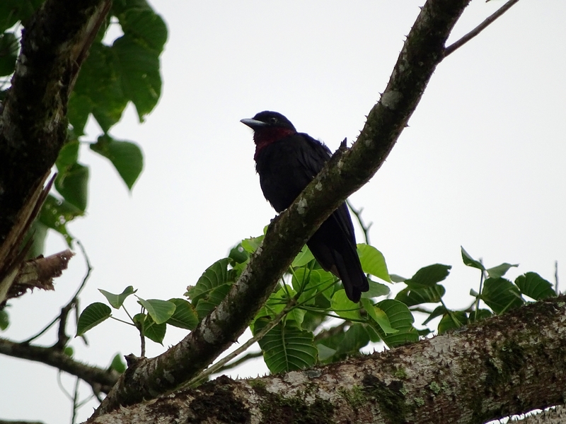 Purple-throated fruit crow