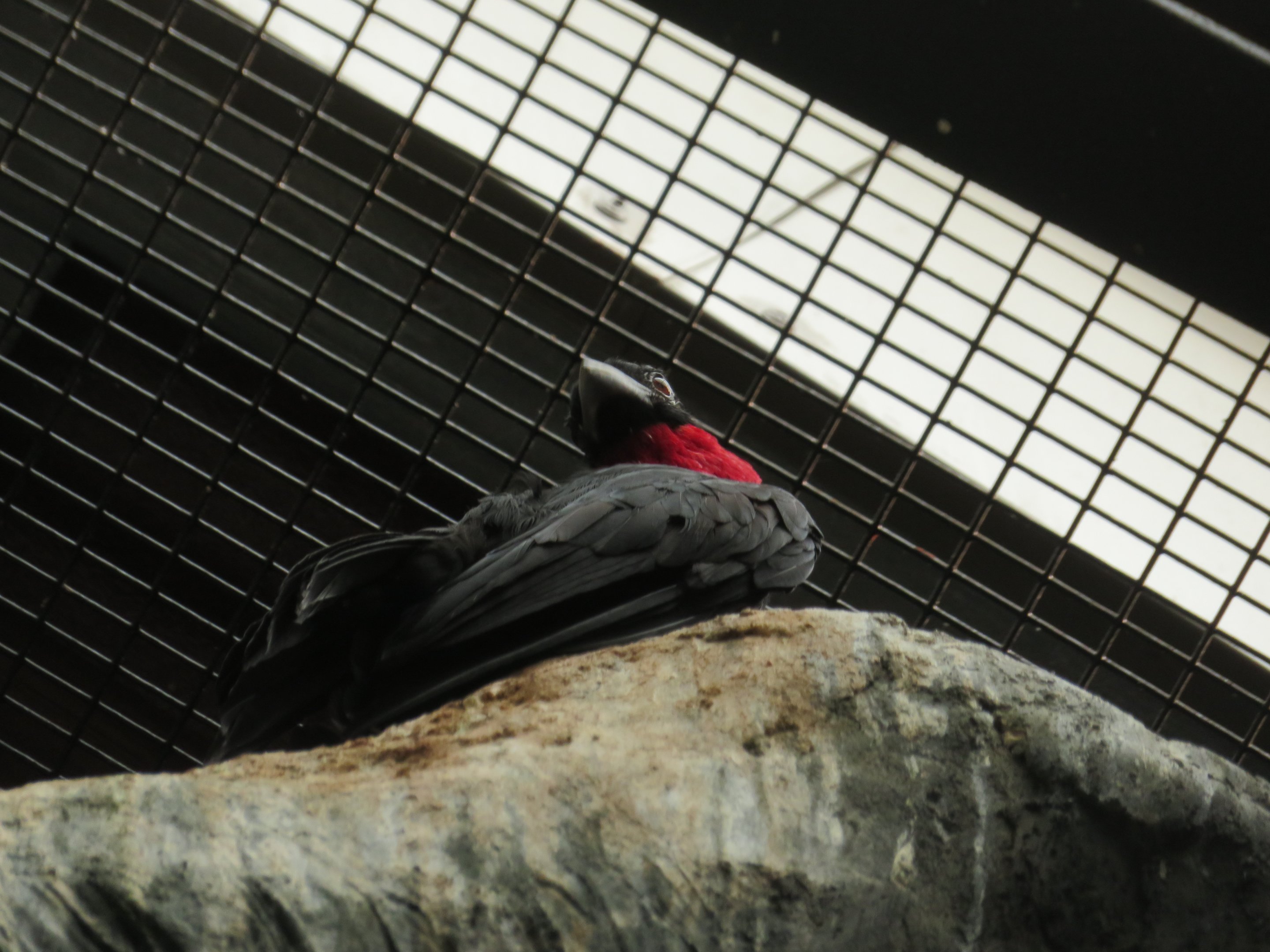 Purple-throated Fruit Crow