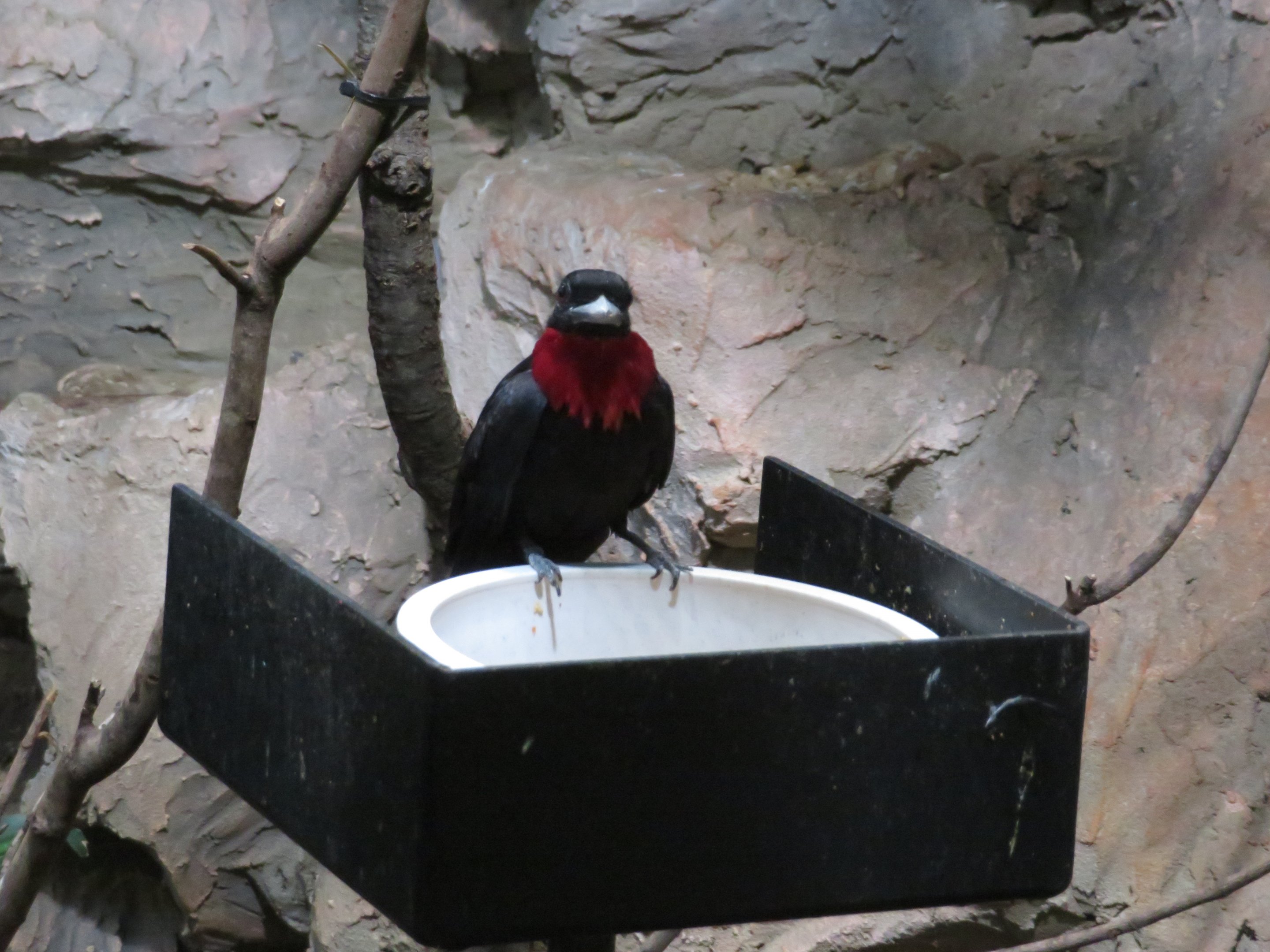 Purple-throated Fruit Crow