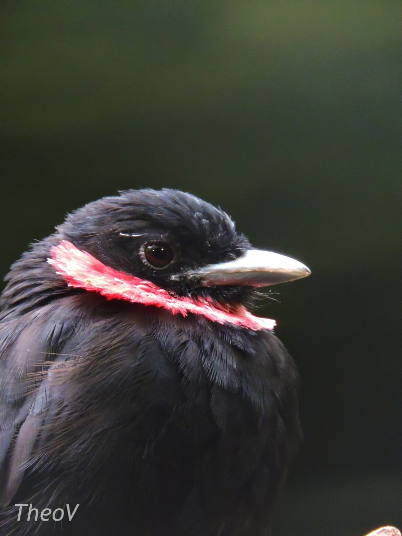 Purple-throated fruitcrow [2017]