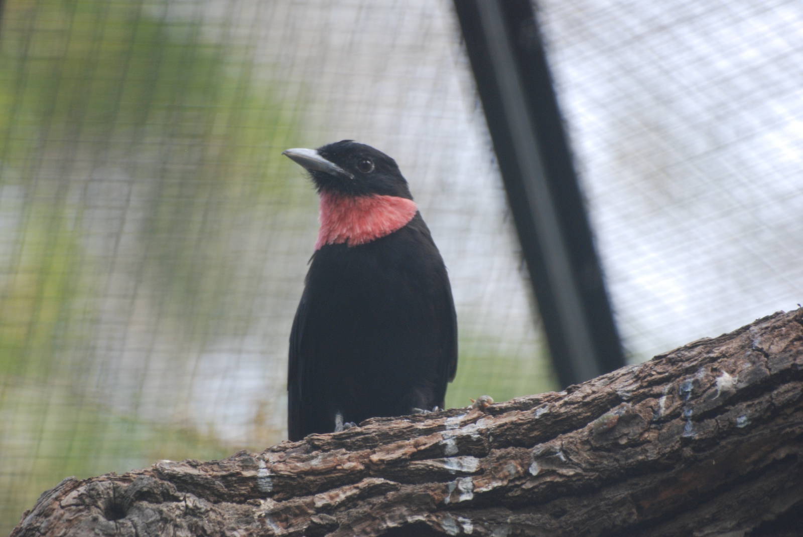Purple-throated Fruitcrow at Berlin Zoo, 31/08/11