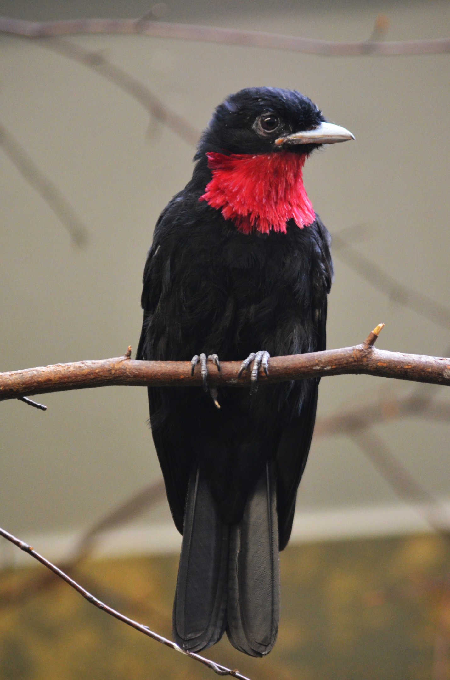 Purple-throated Fruitcrow at Wuppertal, 16/06/19