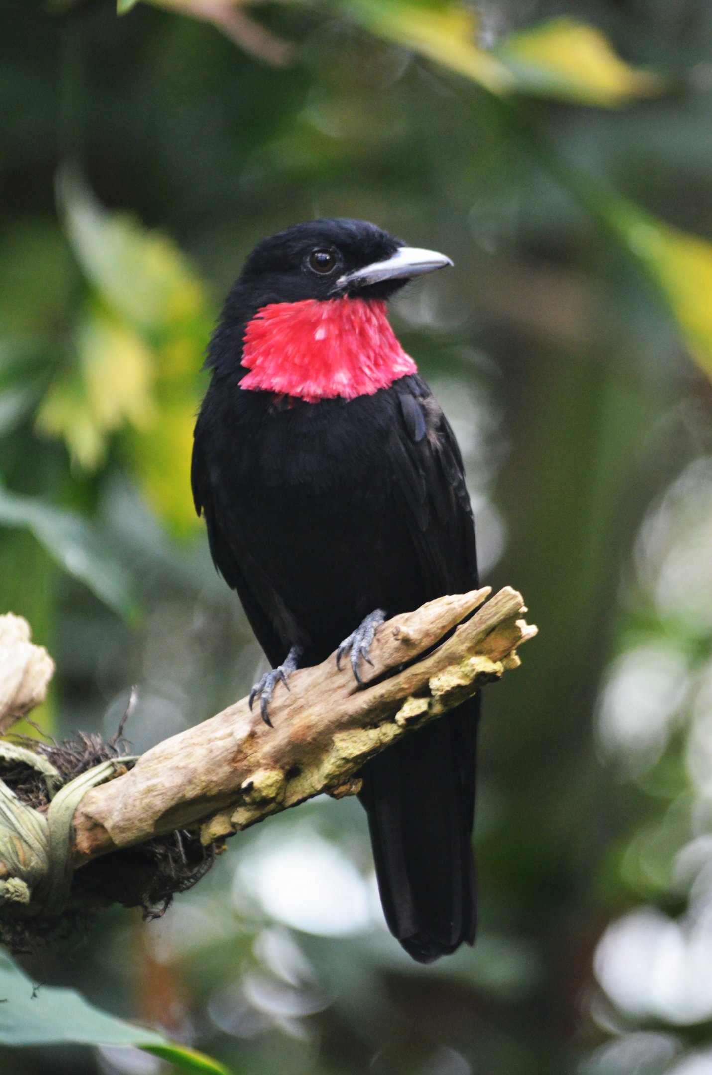Purple-throated Fruitcrow at Wuppertal, 16/06/19