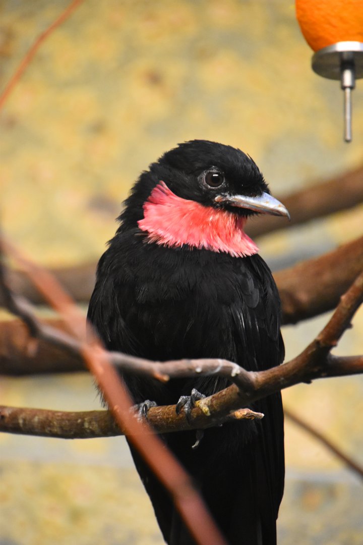 Purple throated fruitcrow, Querela purpurata
