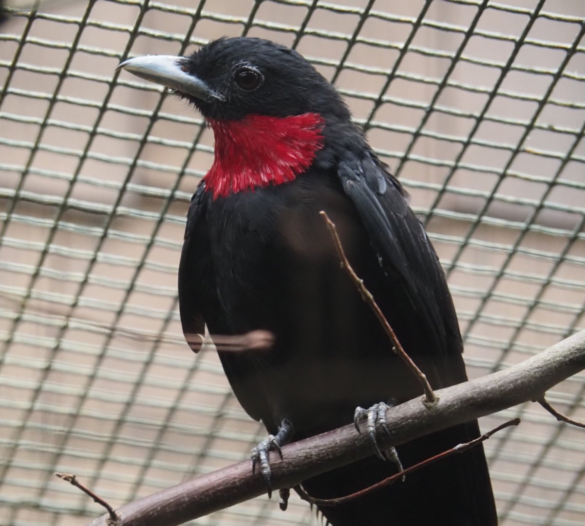 Purple-throated fruitcrow (Querula purpurata), 2024-05-22