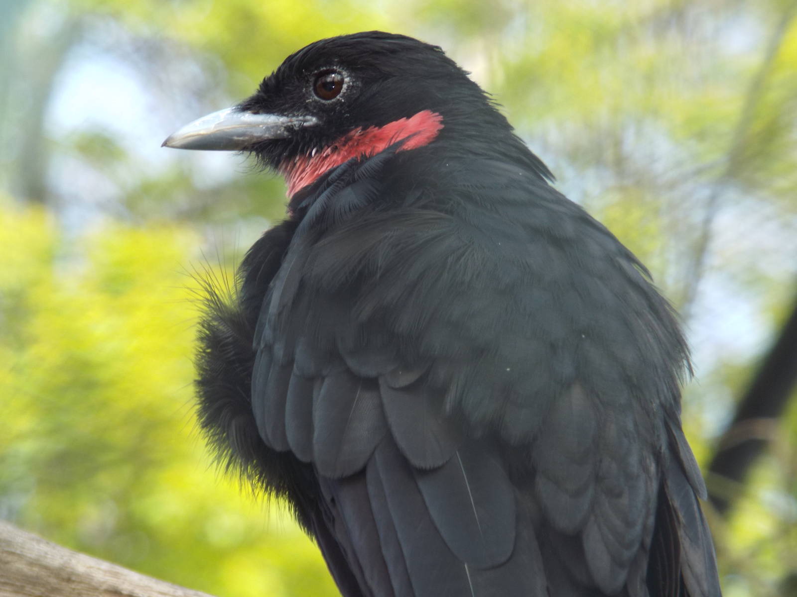 Purple-throated Fruitcrow (Querula purpurata) at Zoo Berlin - 6th April 201