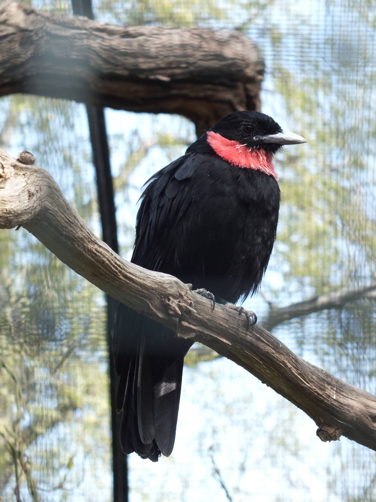 Purple-throated Fruitcrow (Querula purpurata) at Zoo Berlin - 6th April 201
