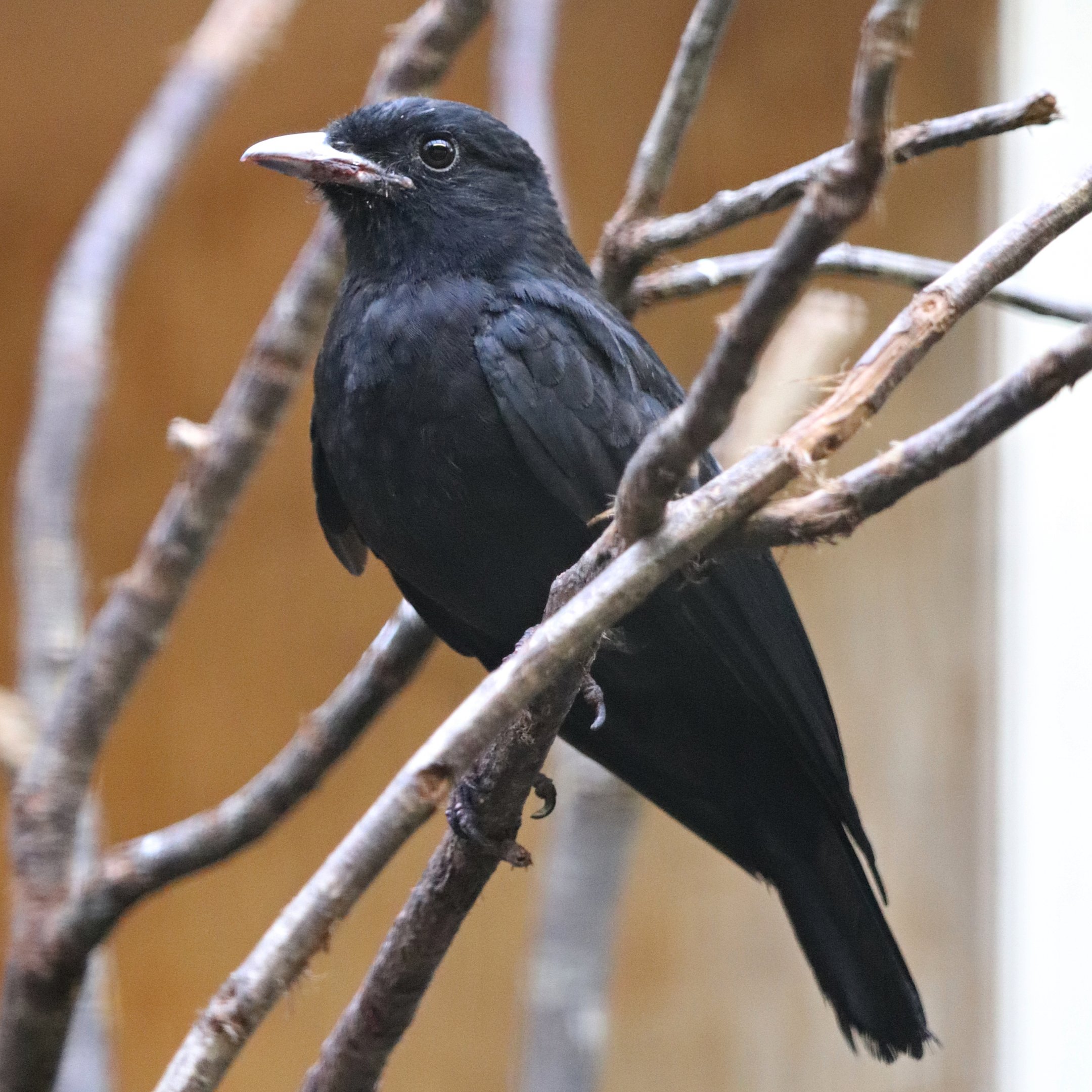 Purple-throated fruitcrow (Querula purpurata) - Pukara