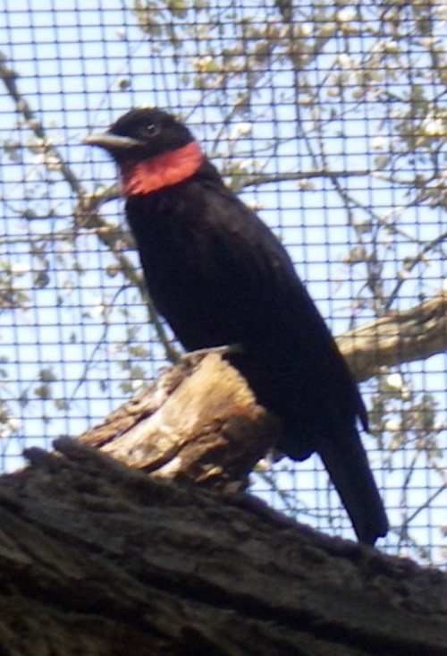 Purple-throated Fruitcrow (Querula purpurata)