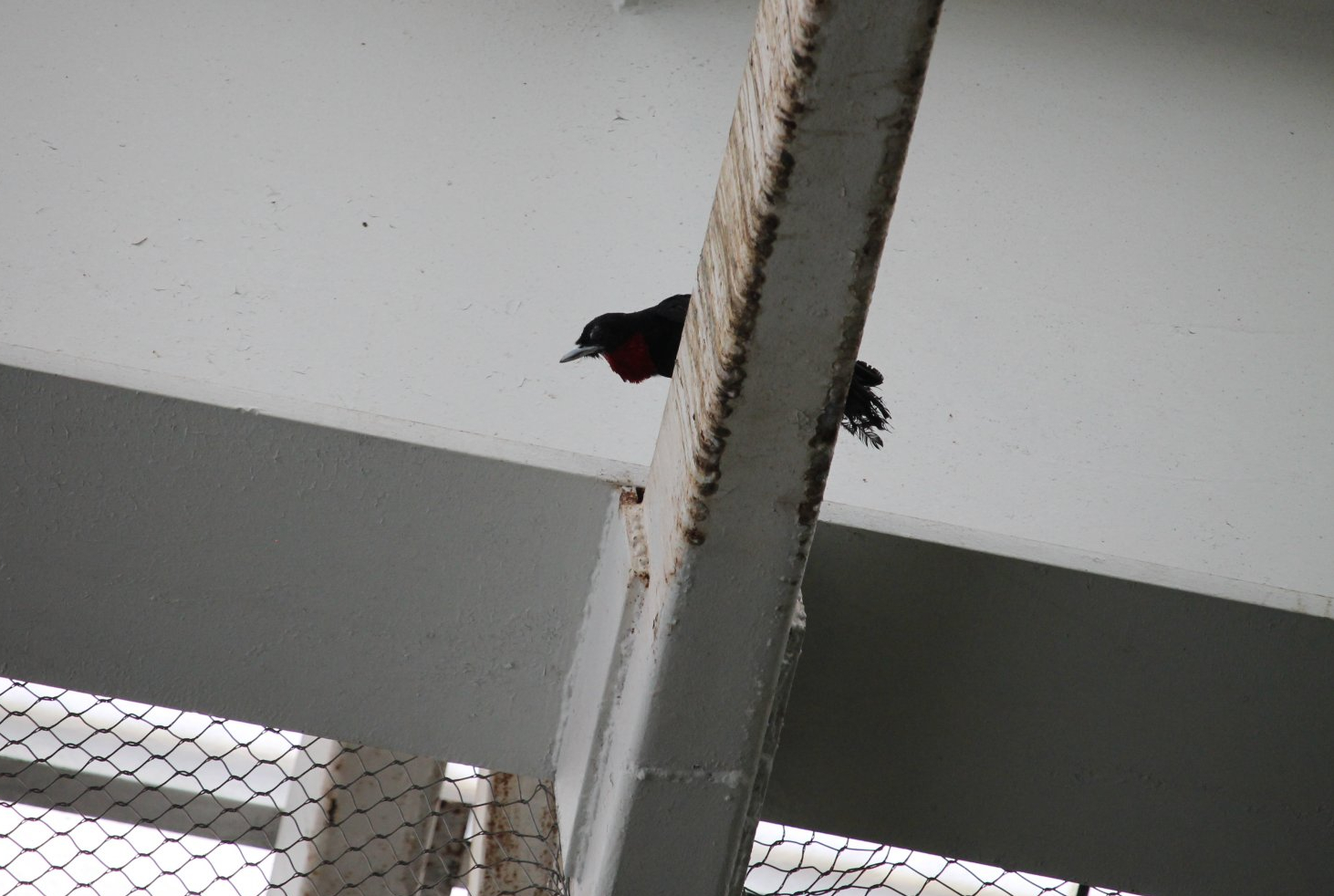 Purple-Throated Fruitcrow (Querula purpurata)