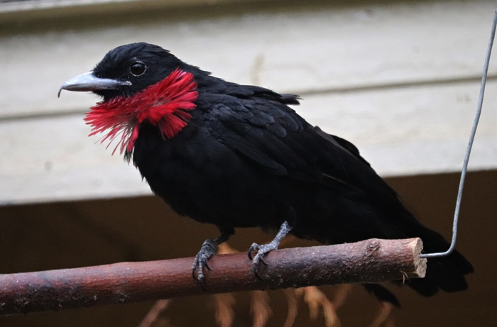 Purple-throated fruitcrow (Querula purpurata)