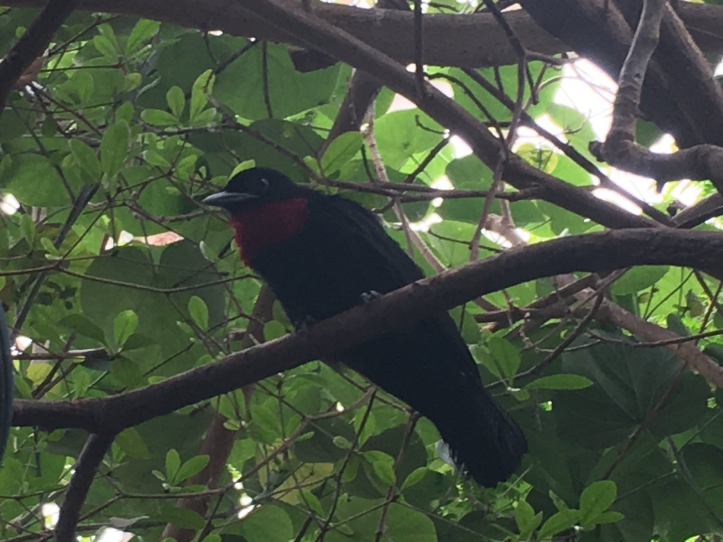 Purple-Throated Fruitcrow (Querula purpurata)