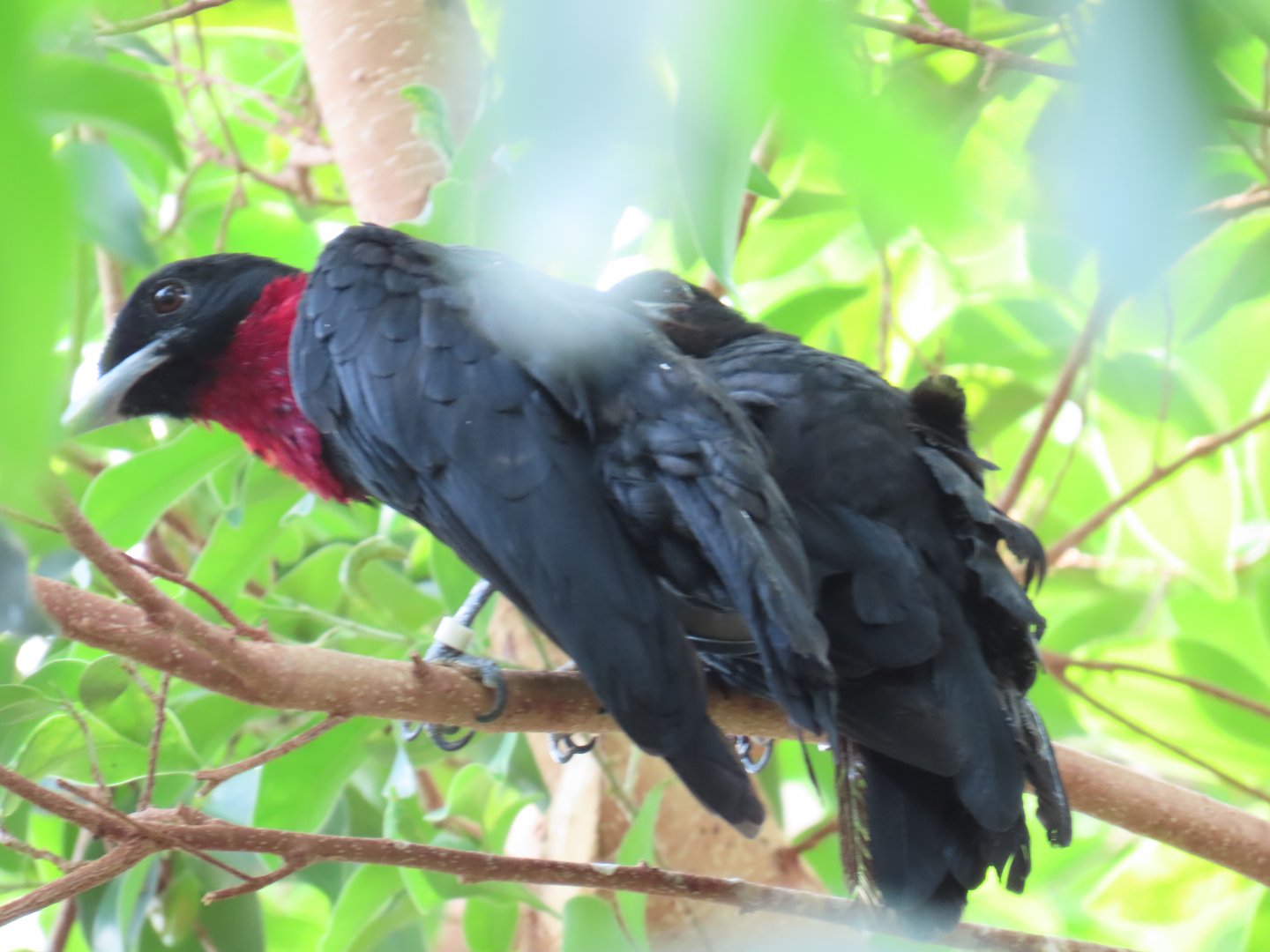 Purple-throated Fruitcrow (Querula purpurata)