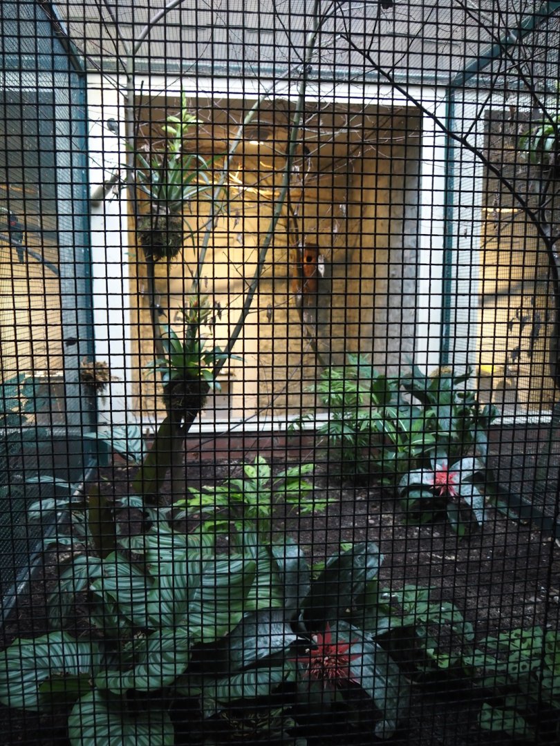 Purple-throated fruitcrow, Thick-billed Euphonia, White-bearded Manakin and Swallow tanager aviary, 2024-05-22